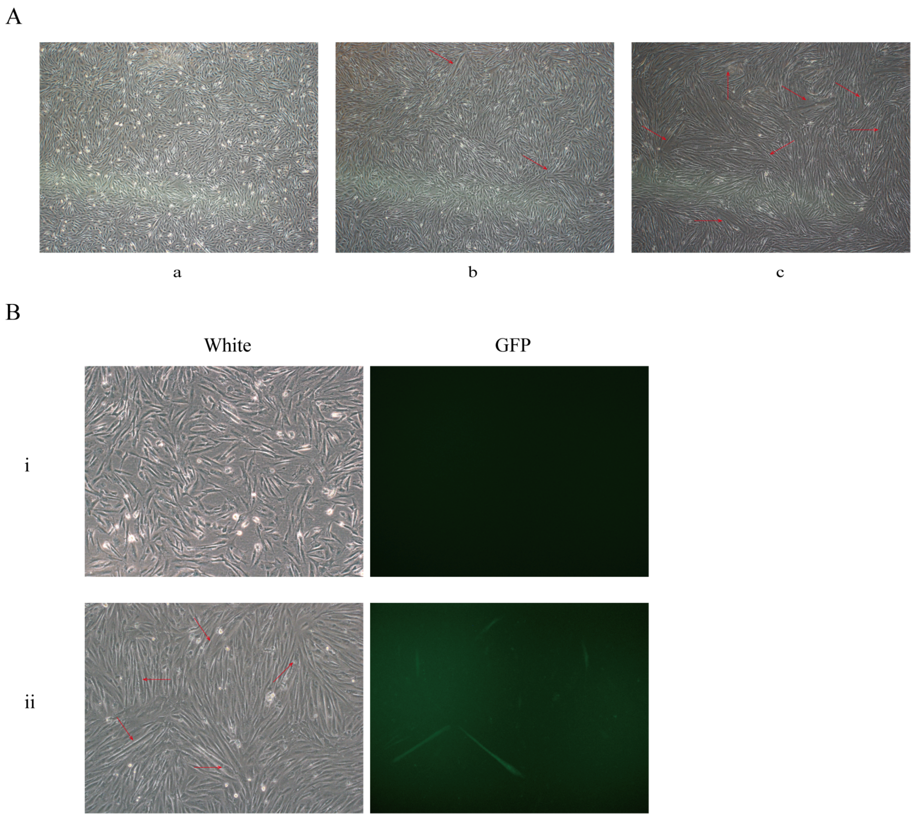 Genes 13 00921 g004