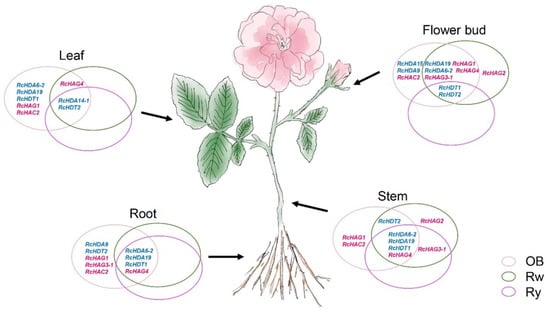 Design Thinking - Applying the Rose/Thorn/Bud Technique to a DX