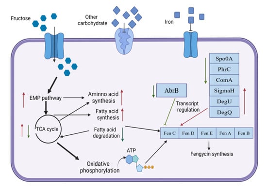 Genes | Free Full-Text | Transcriptome Analysis Of Bacillus ...