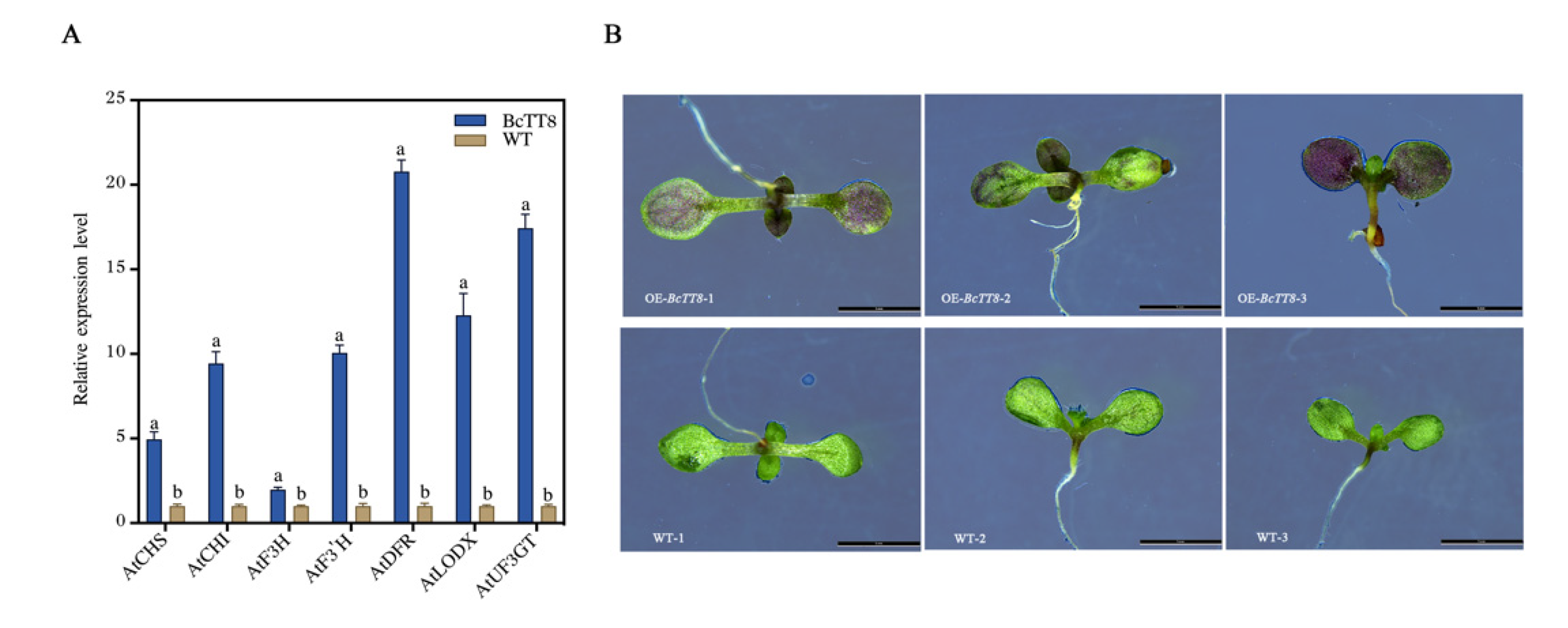 Genes | Free Full-Text | Comparative Transcriptome Analysis Of Purple ...