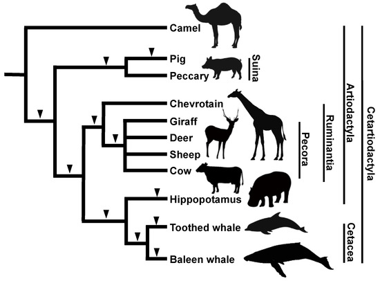 Inter- and intraspecies comparison of phylogenetic fingerprints