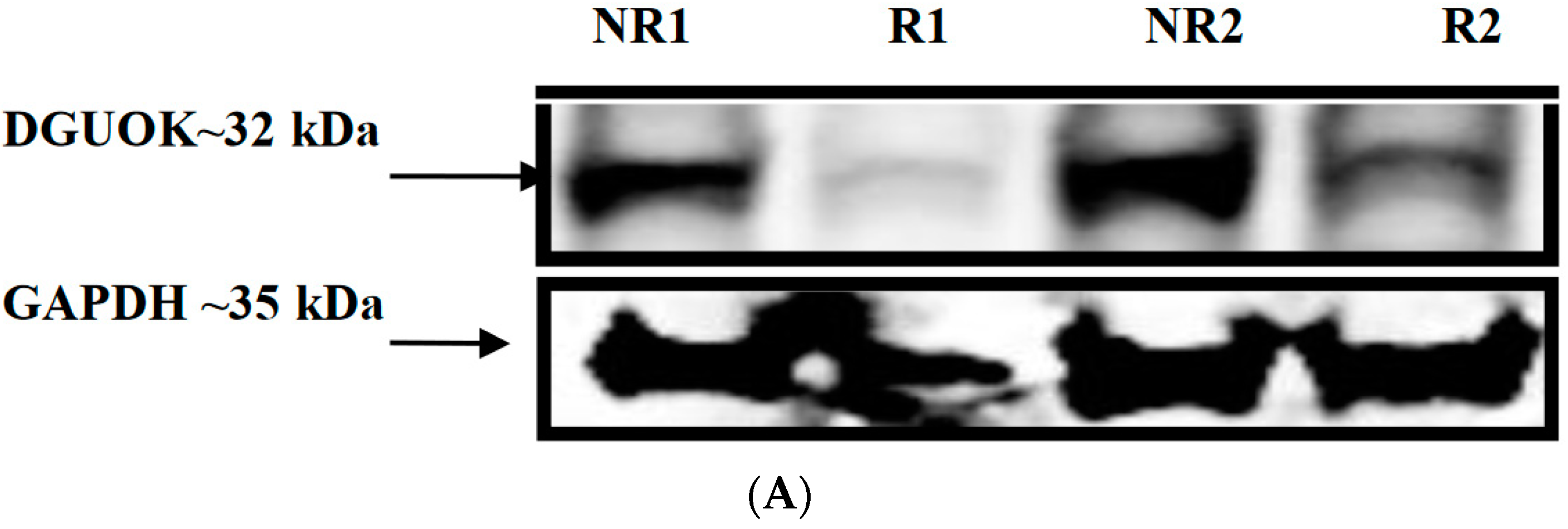Genes 13 01016 g006a