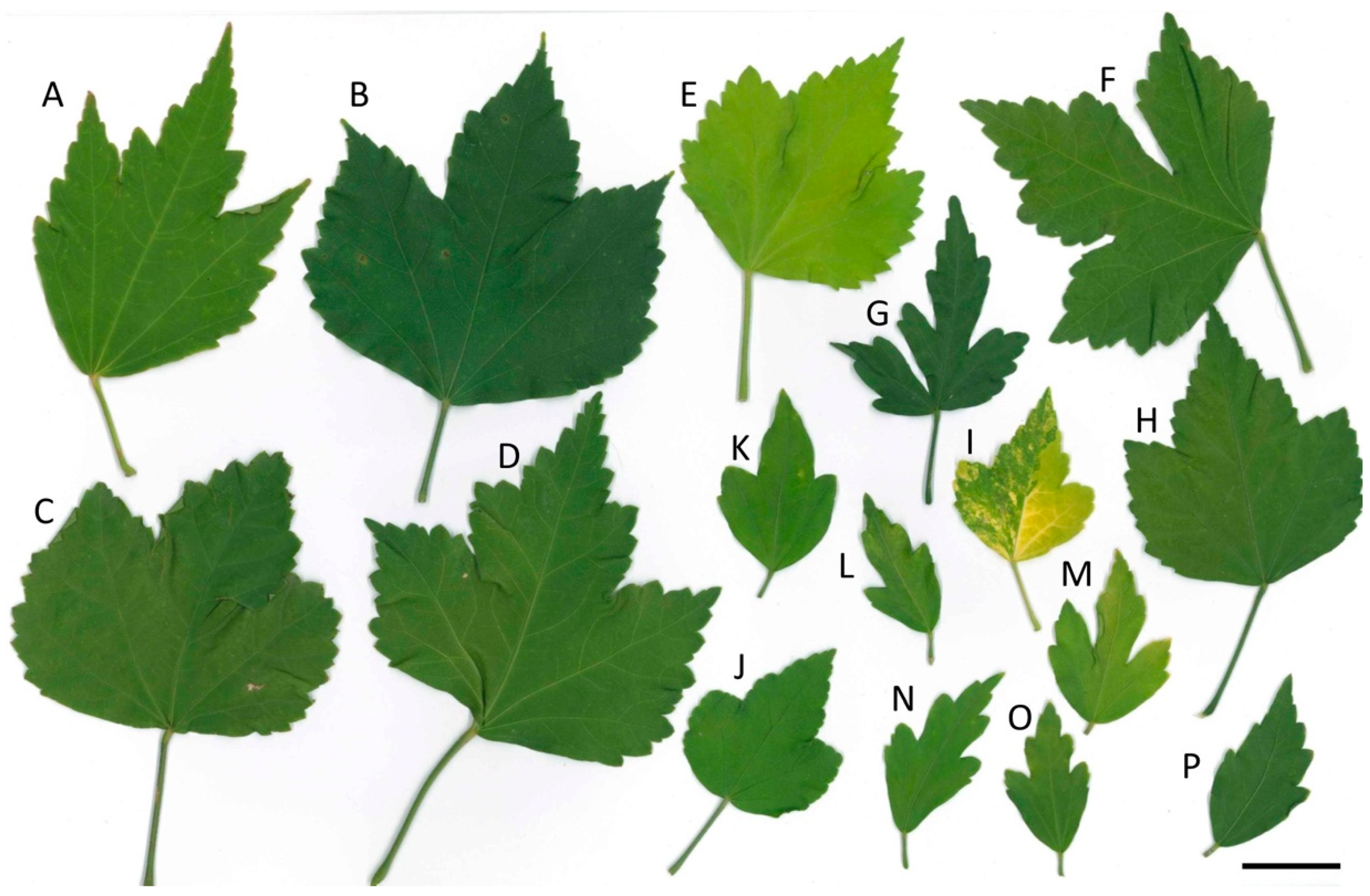 https://www.mdpi.com/genes/genes-13-01022/article_deploy/html/images/genes-13-01022-g001.png