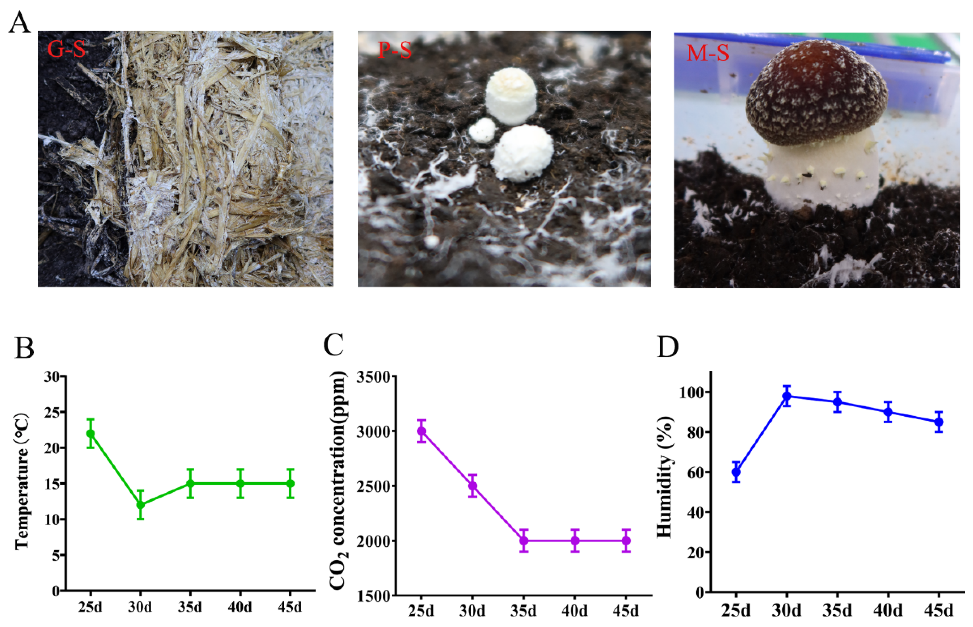 Natural White PADDY STRAW MUSHROOM SPAWN ( SEED), Packaging Type: Poly,  Packaging Size: 200