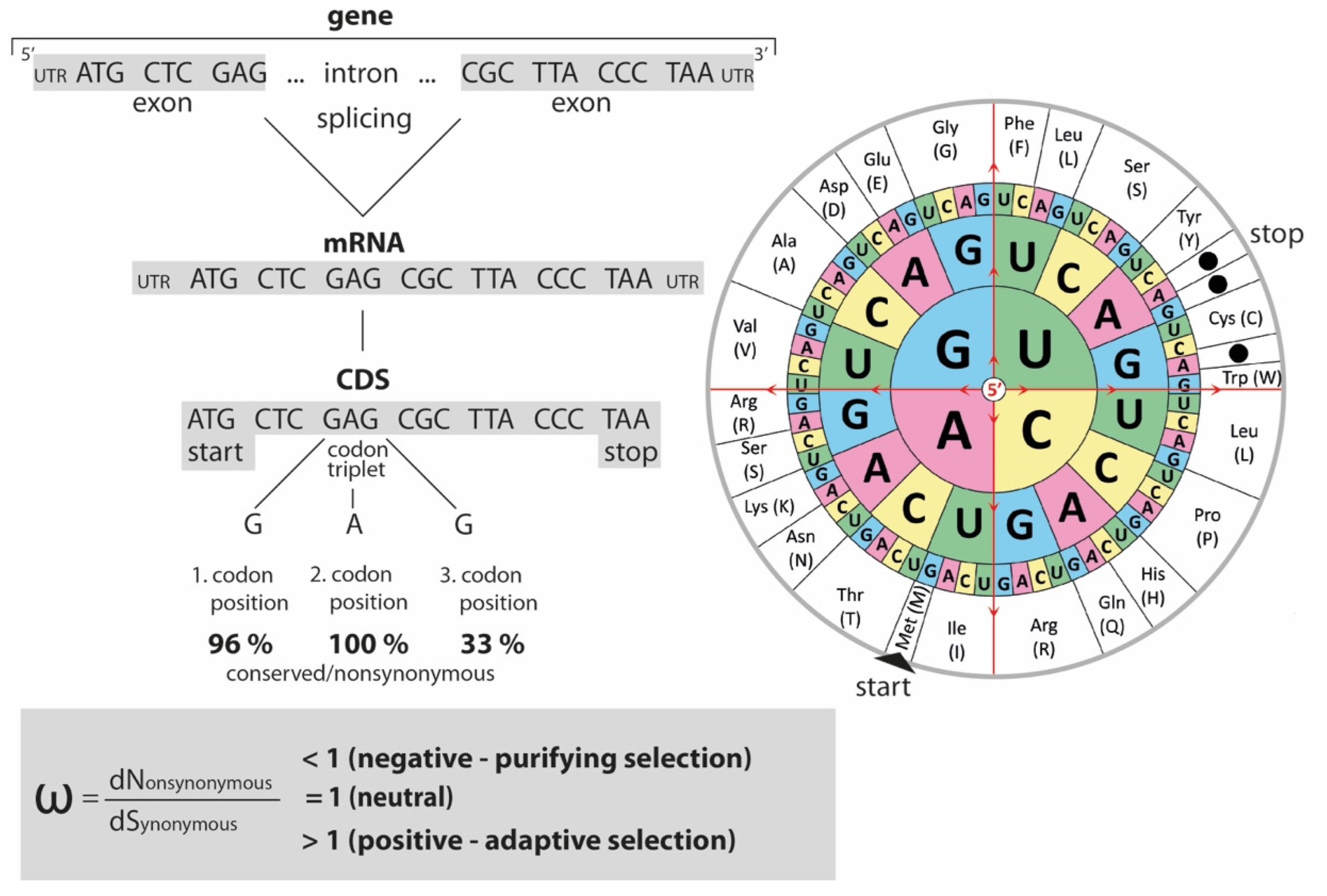 Genes 13 01090 g001 Genes 13 01090 g001