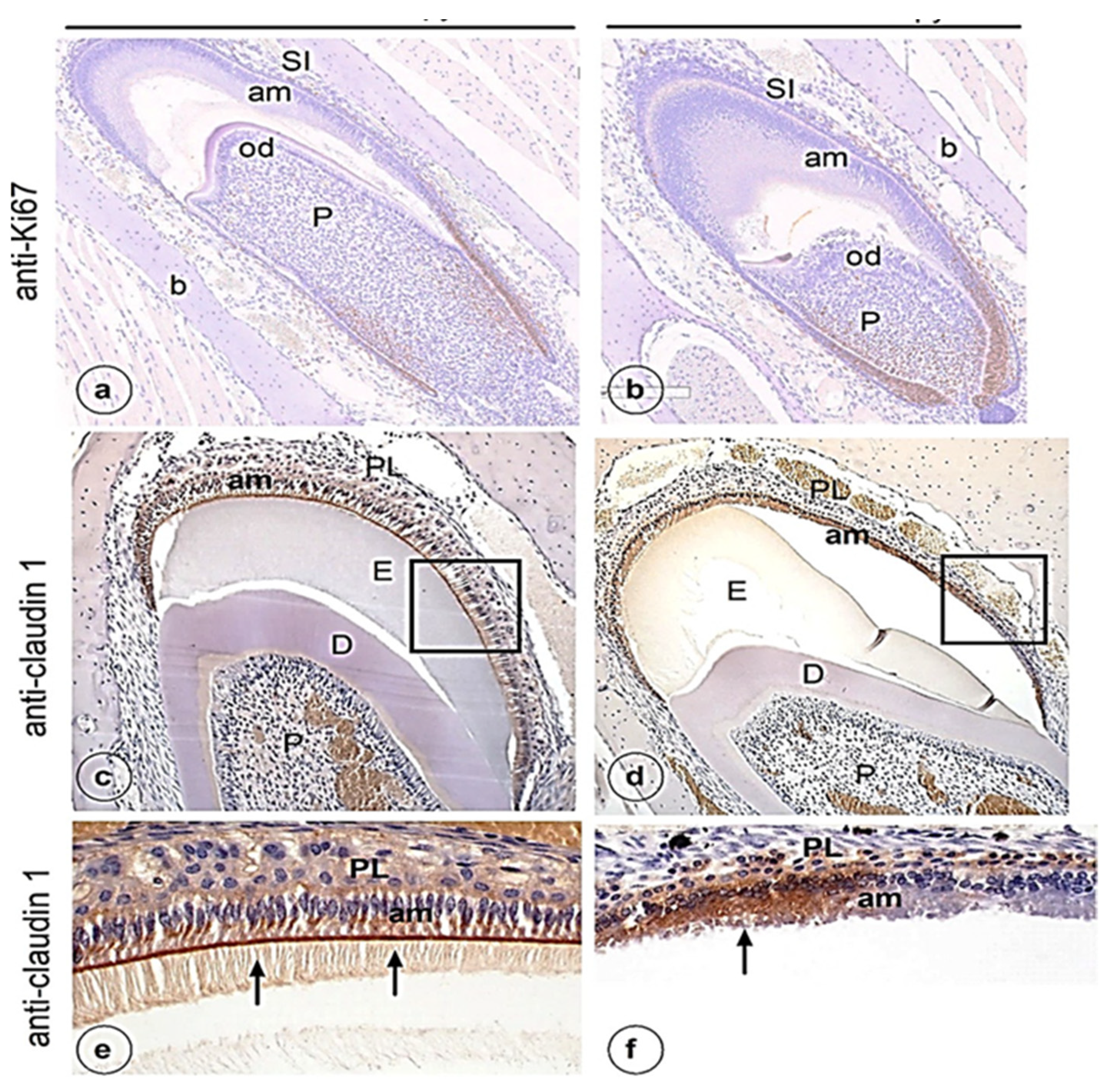 Genes 13 01198 g002 Genes 13 01198 g002