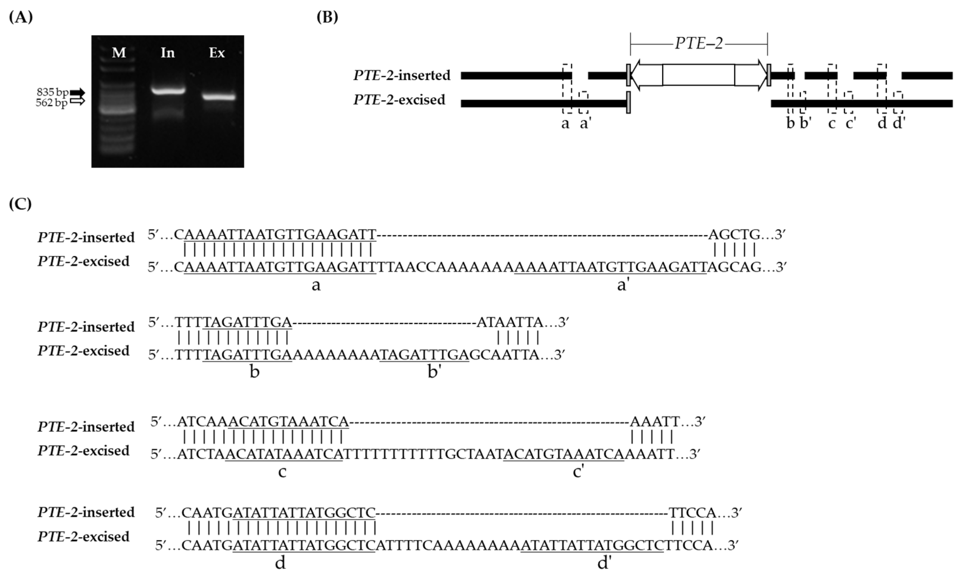 Genes 13 01222 g007 Genes 13 01222 g007