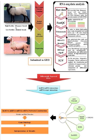 Make Super Bulky – The Sated Sheep