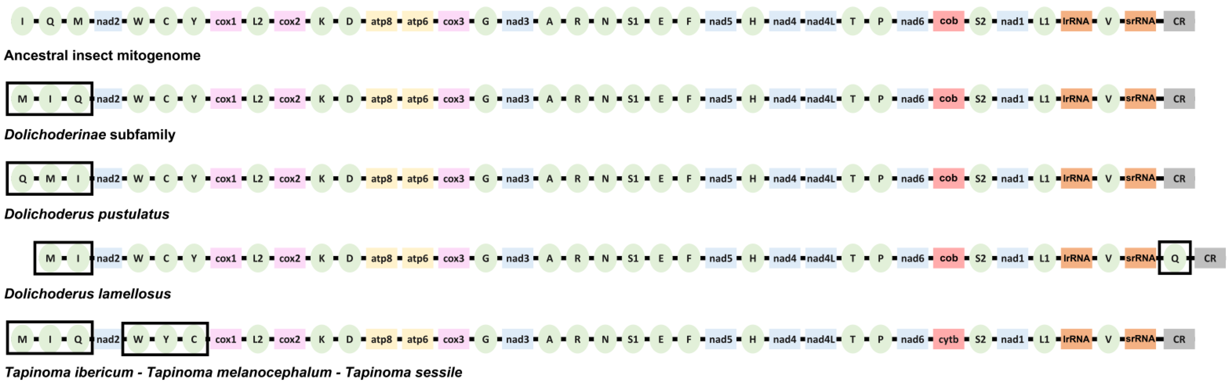 Genes | Free Full-Text | Complete Nucleotide Sequence of the Mitogenome ...