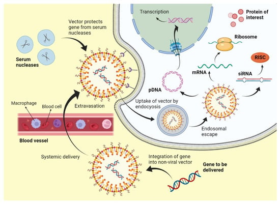 Predicting genotoxicity of viral vectors for stem cell gene therapy using  gene expression-based machine learning - ScienceDirect