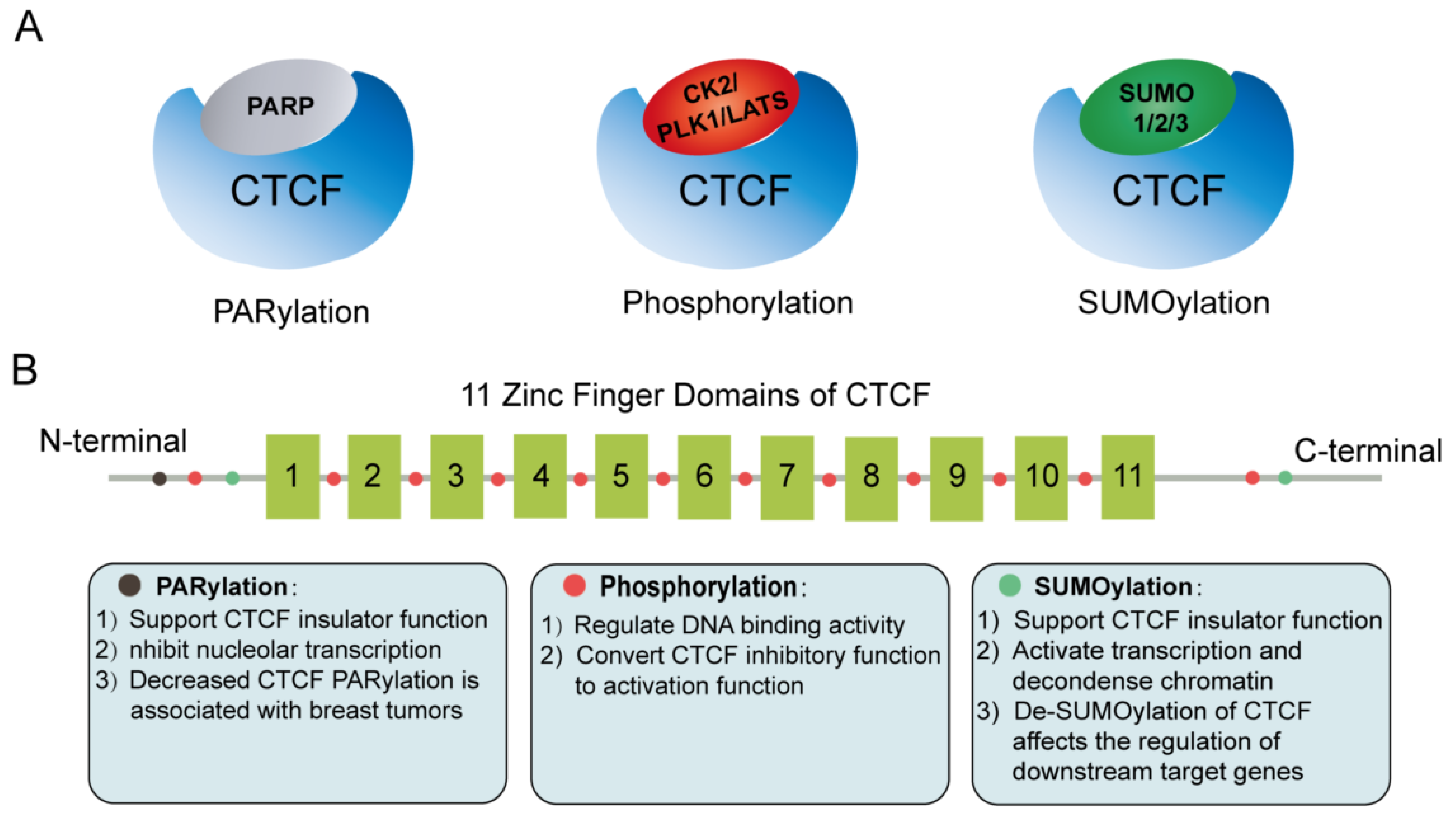 Genes 13 01383 g004 550