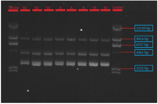 https://www.mdpi.com/genes/genes-13-01411/article_deploy/html/images/genes-13-01411-g001-550.jpg