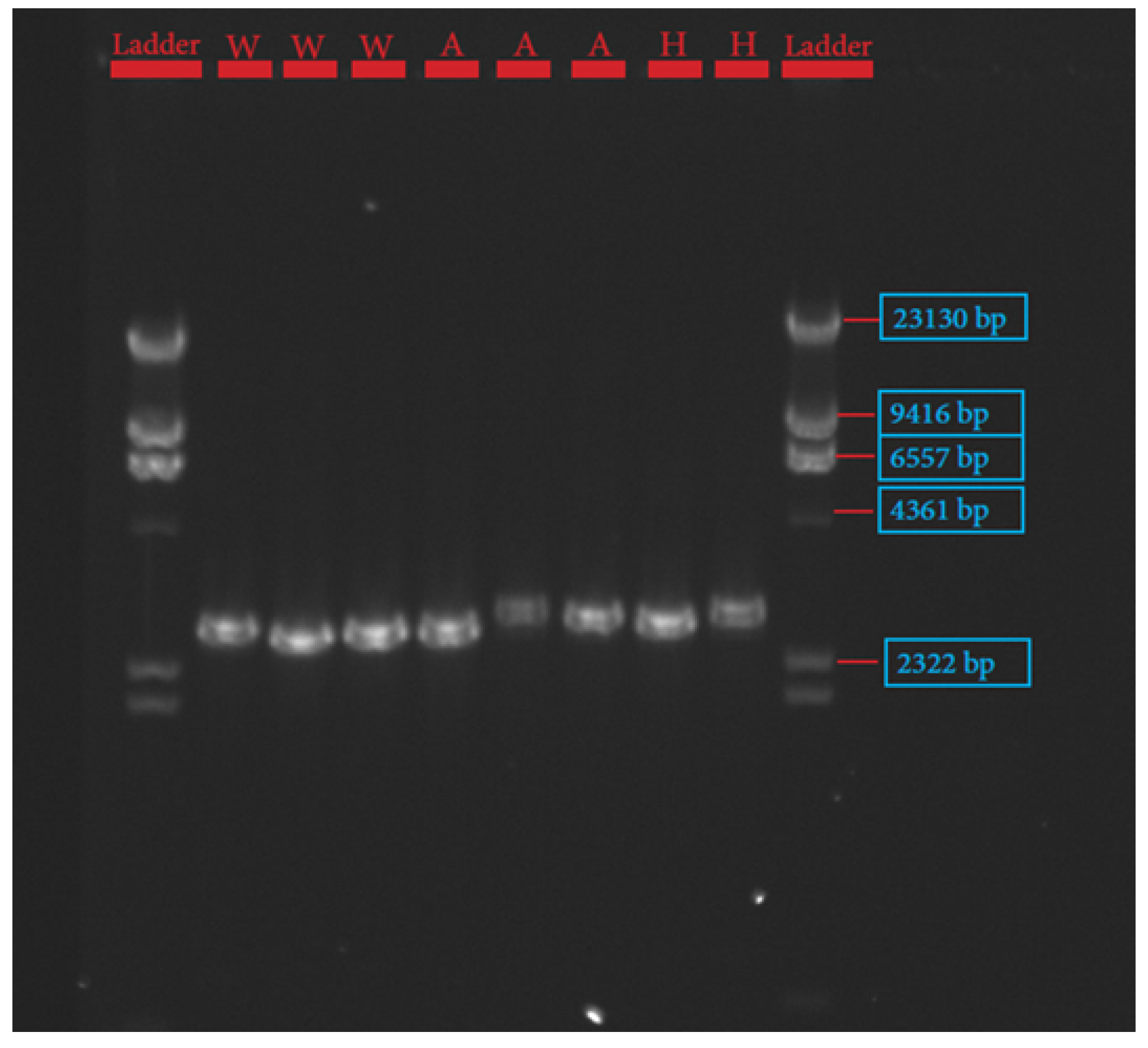 Genes 13 01411 g003 Genes 13 01411 g003