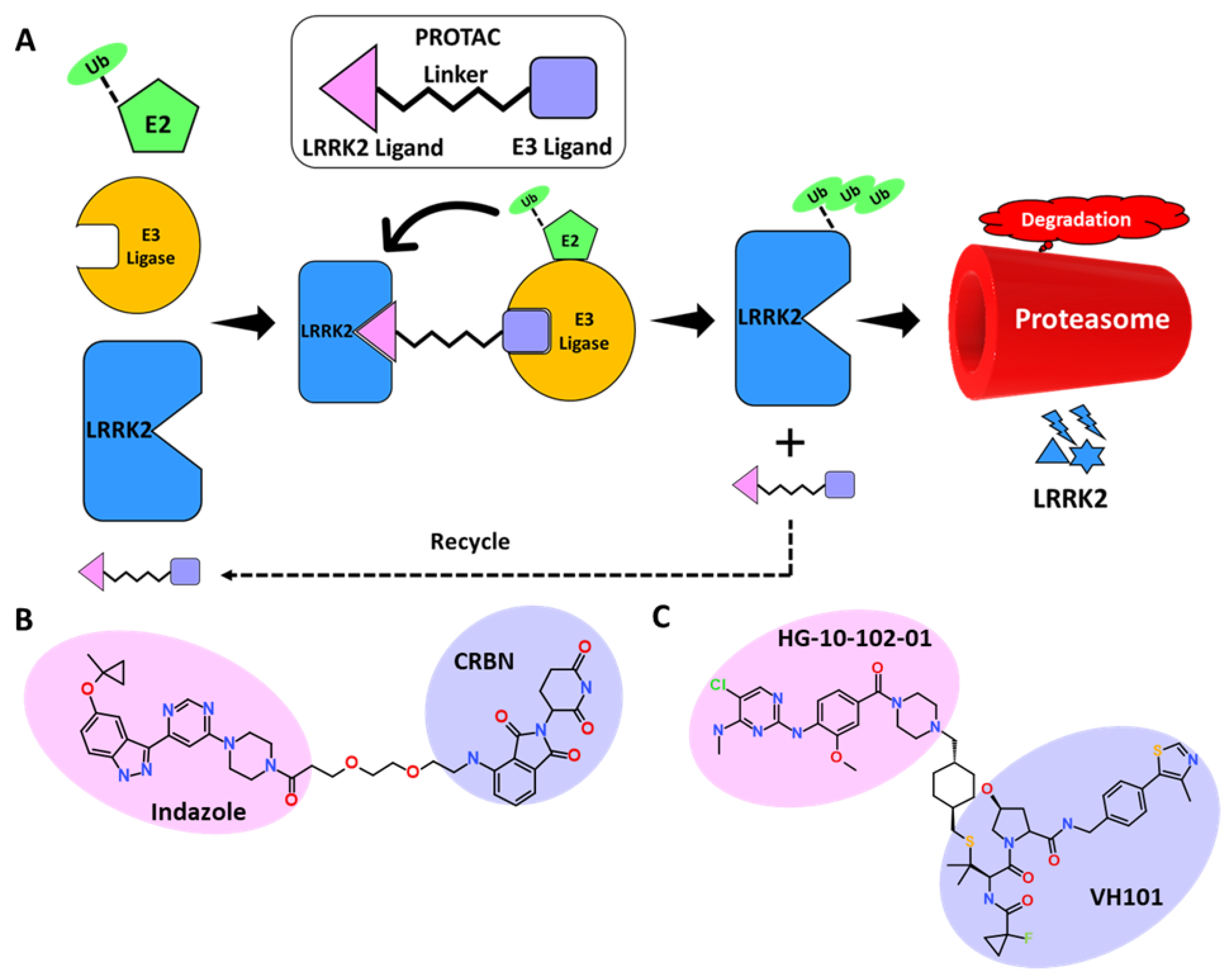 Genes | Free Full-Text | Structural Insights And Development Of LRRK2 ...