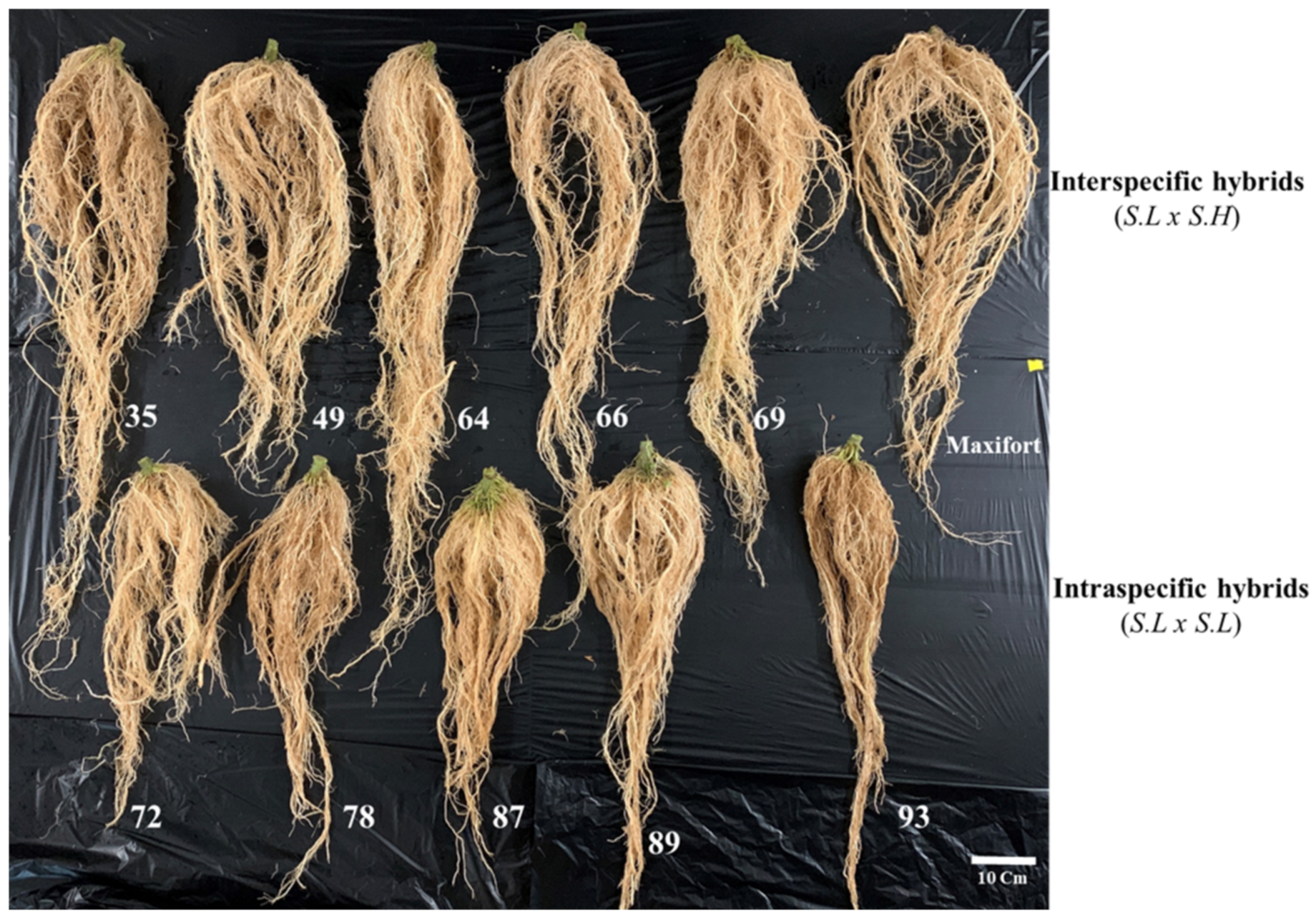 Charterseedsofficial on X: Star 9009 is a determinate tomato hybrid with a  unique disease tolerance package on a vigorous plant. This variety offers  the grower stability and adaptability, long shelf life, excellent