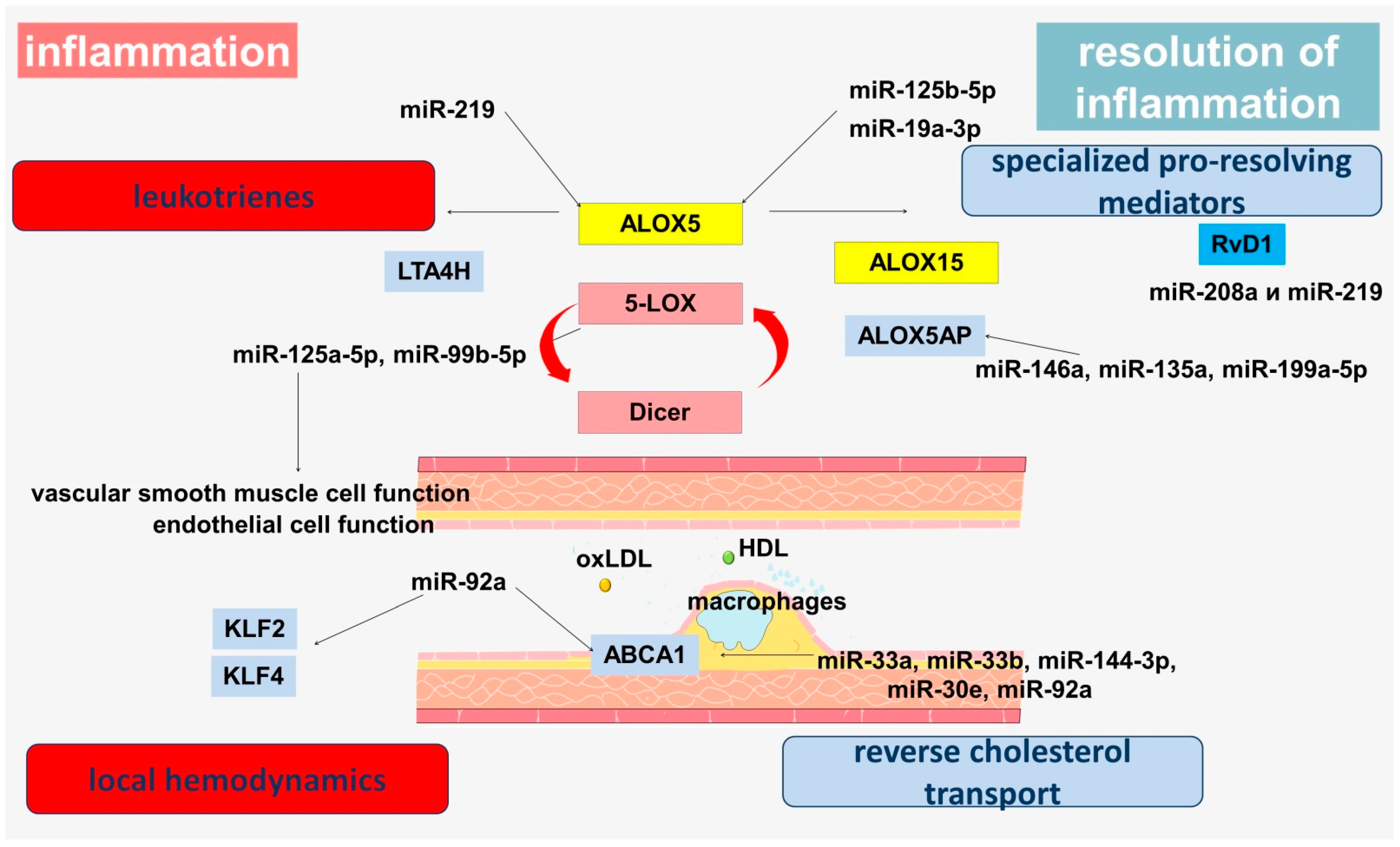 Genes 13 01474 g002 Genes 13 01474 g002