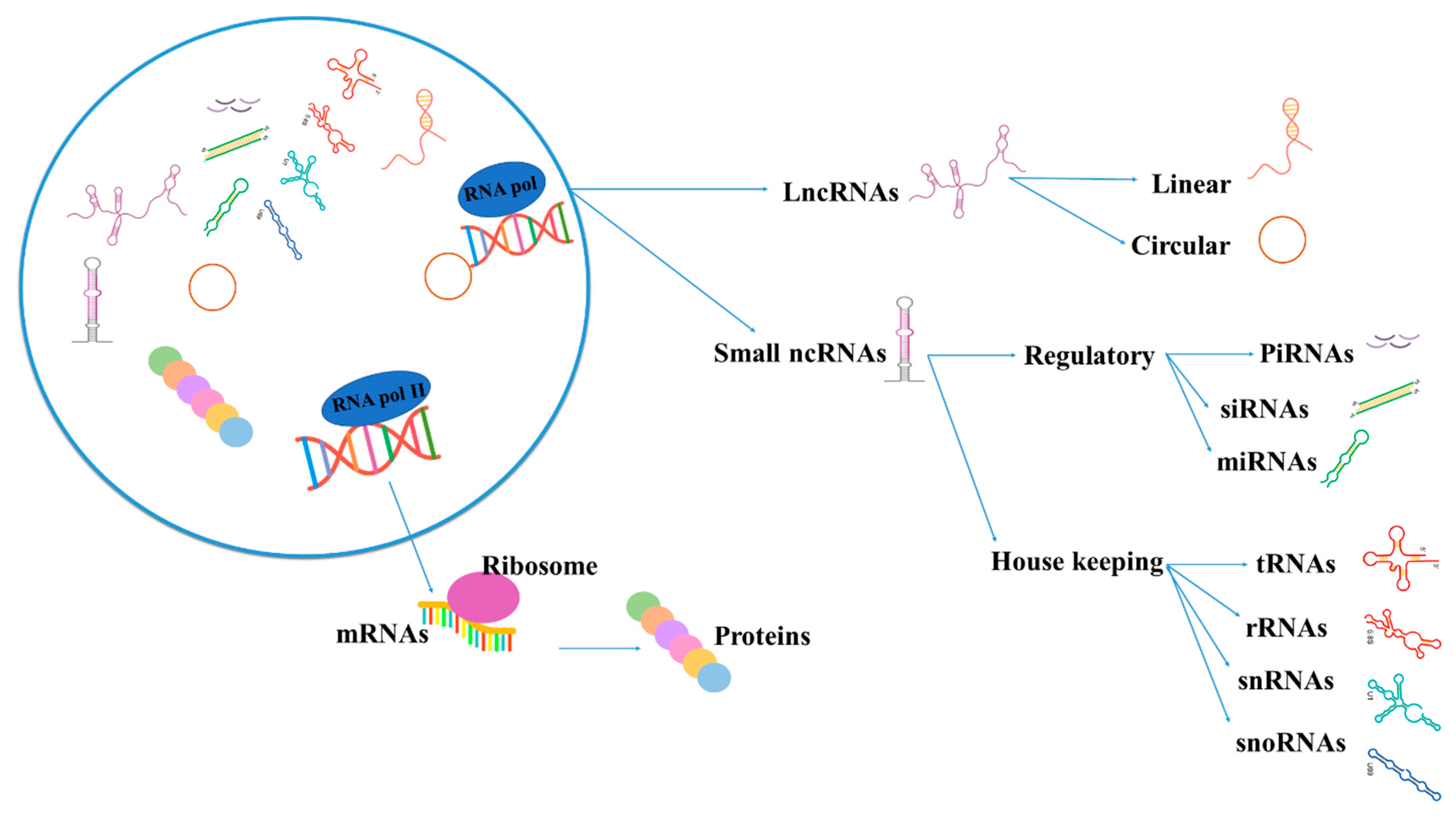 Genes 13 01537 g001 Genes 13 01537 g001