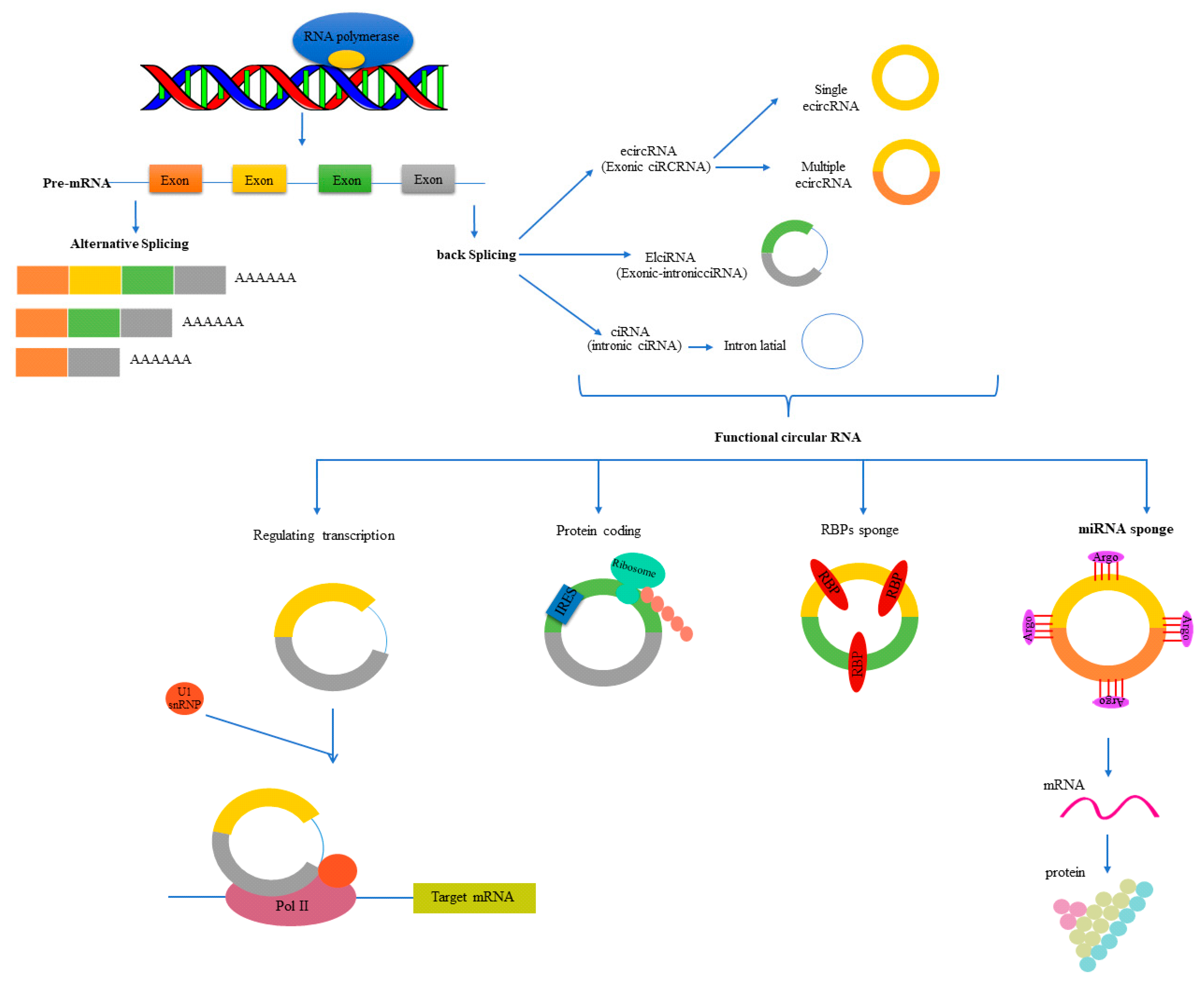 Genes 13 01537 g002 Genes 13 01537 g002