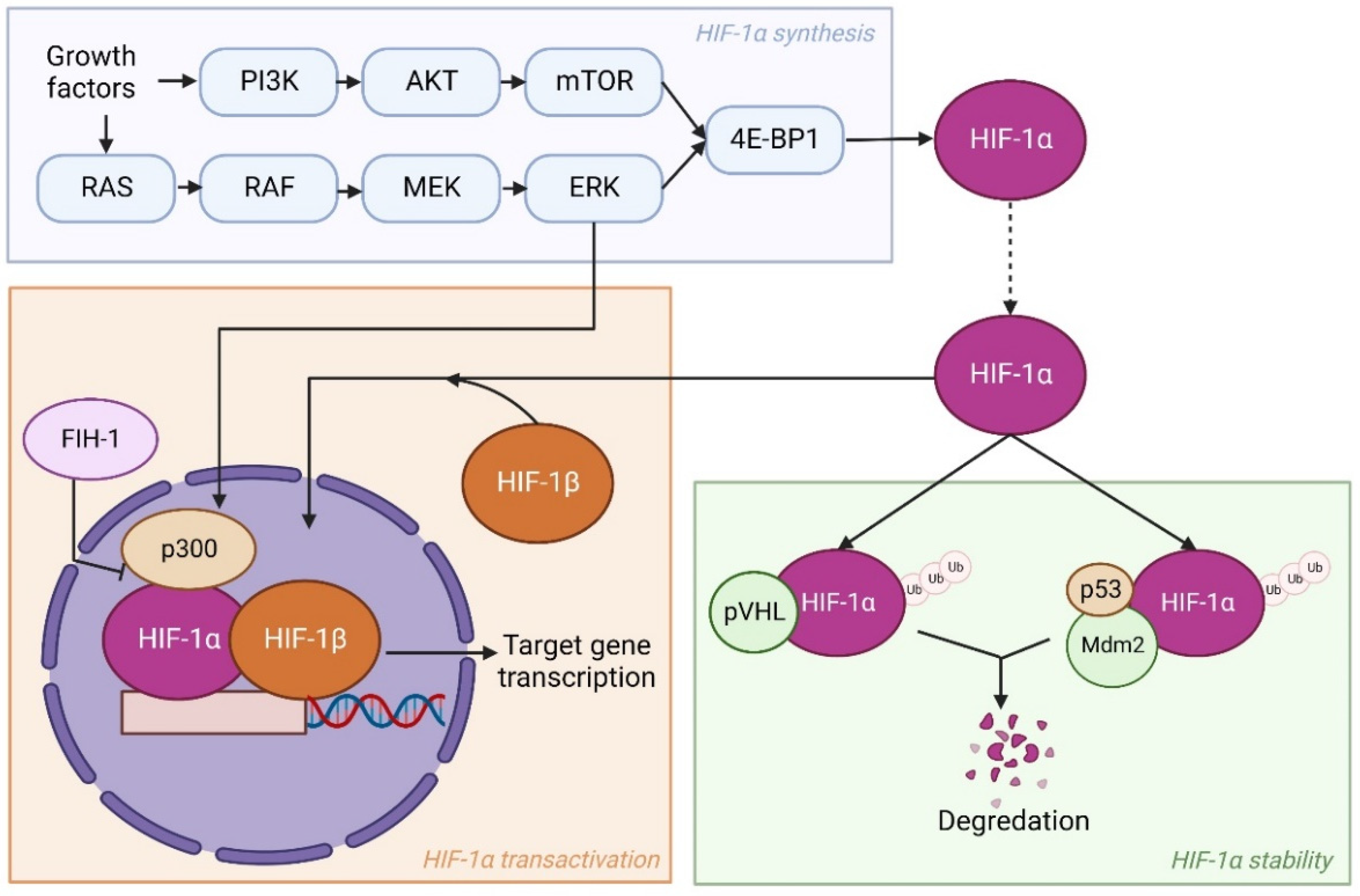 Genes | Free Full-Text | Crosstalk between Hypoxia and