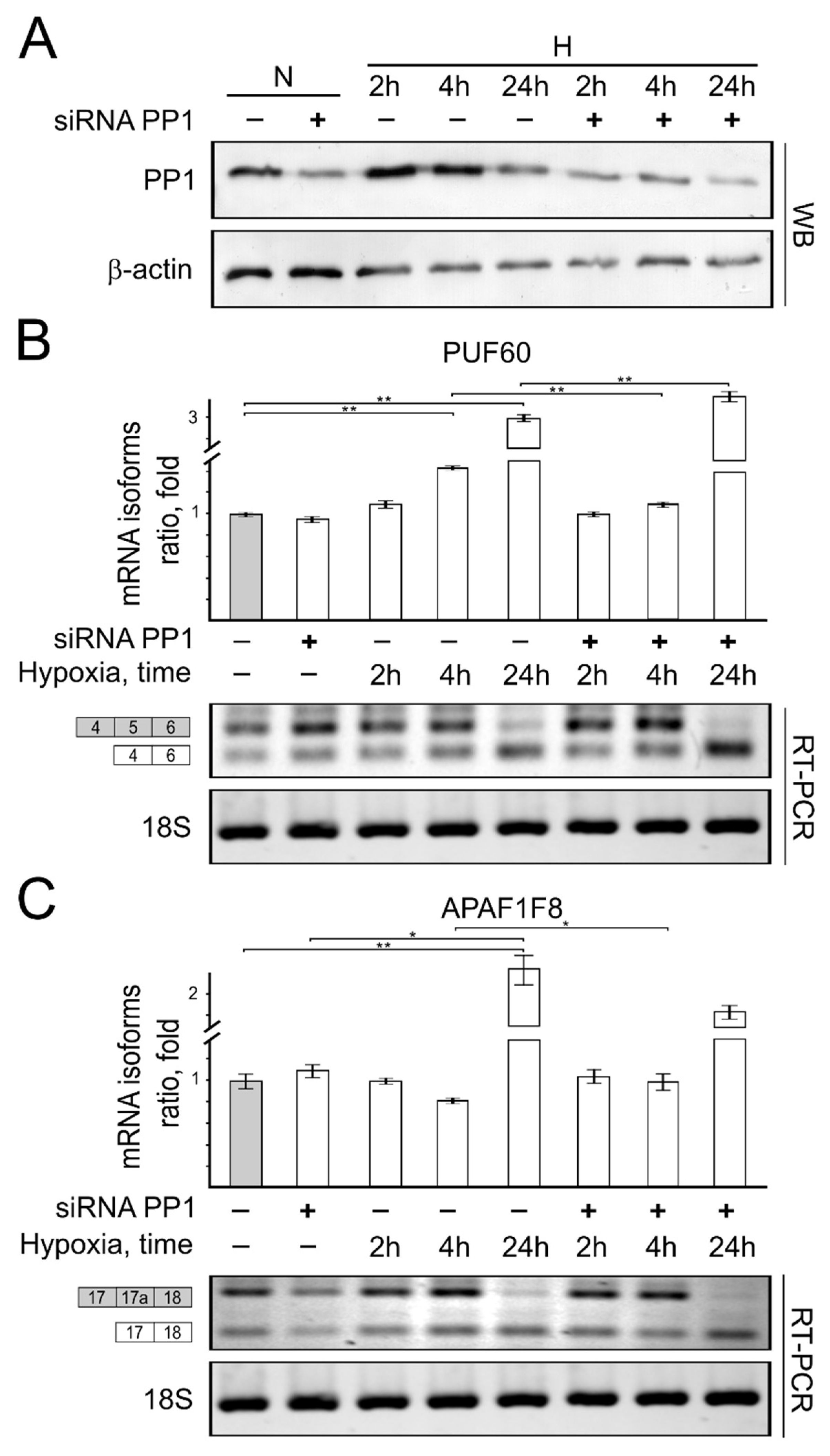 Genes 13 01596 g007 Genes 13 01596 g007