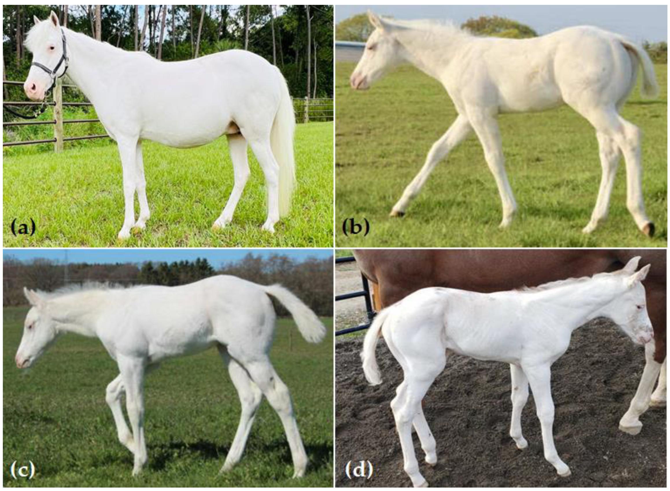 sabino gene in horses