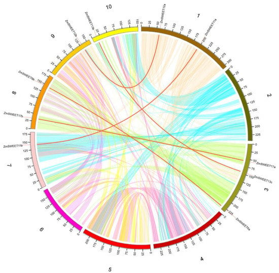 Genes | Free Full-Text | Genome-Wide Investigation and Characterization ...