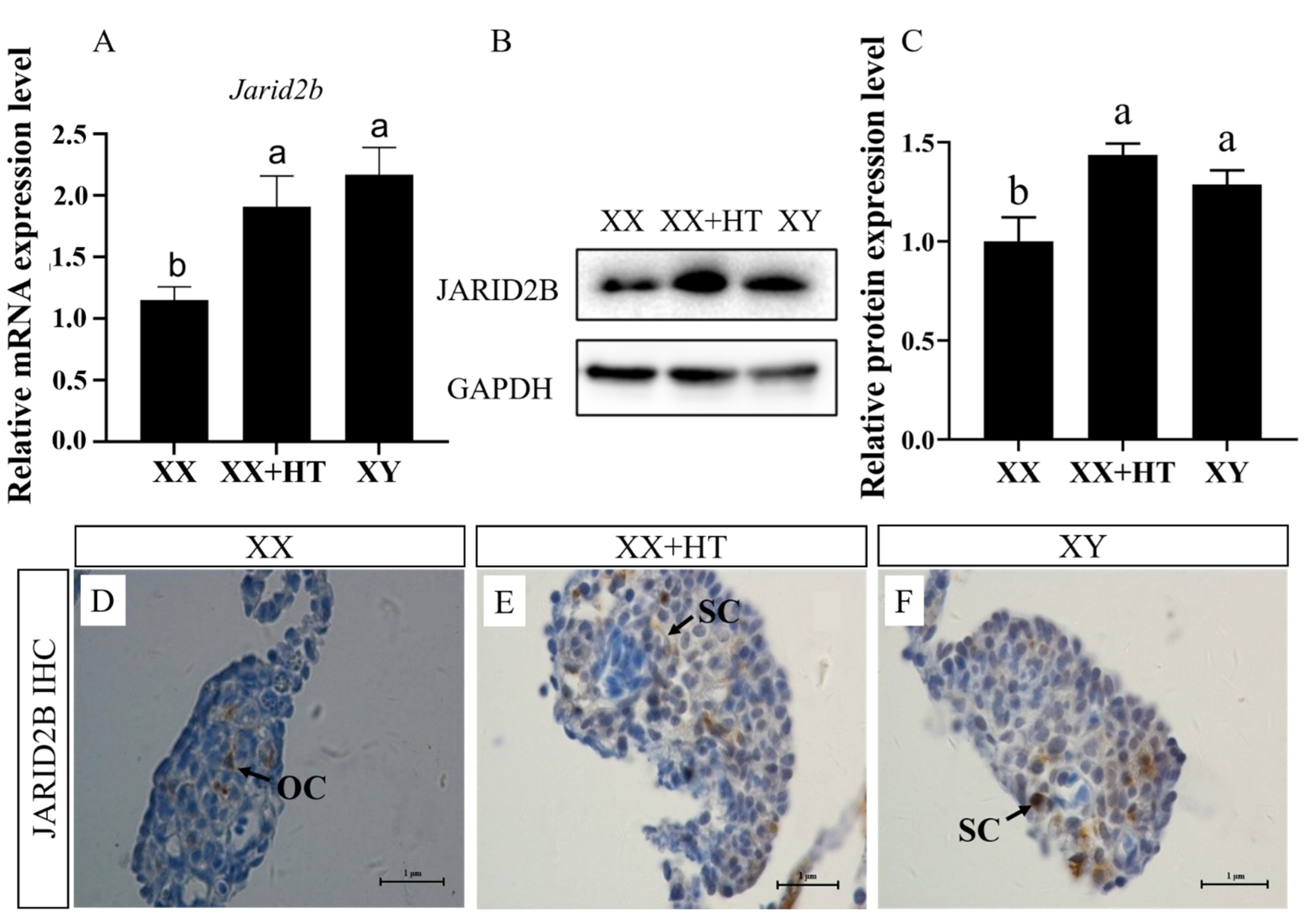 Genes 13 01719 g005 Genes 13 01719 g005