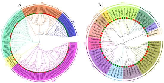 Genes Free Full Text Genome Wide Identification and Analysis