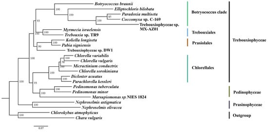 Genes | Free Full-Text | The Chloroplast Genome of the Lichen ...