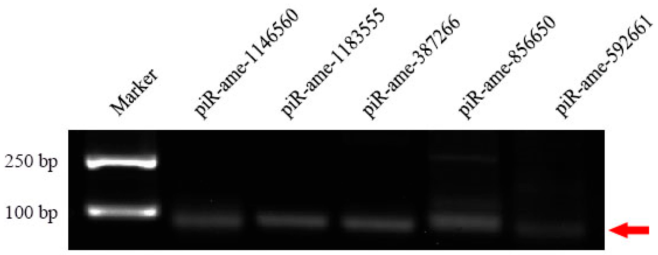 Genes 13 01879 g006 Genes 13 01879 g006