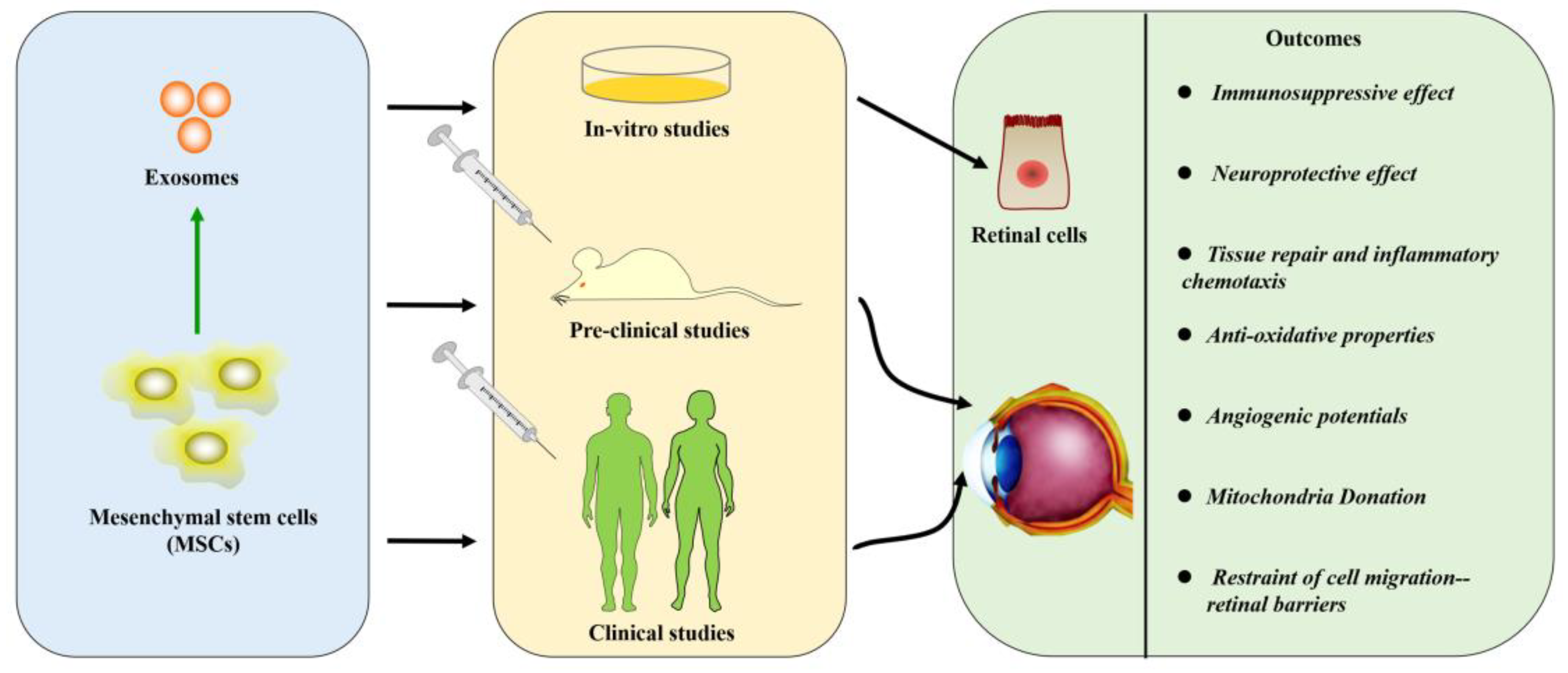 Fetal stem cells and the sports legends they revitalized