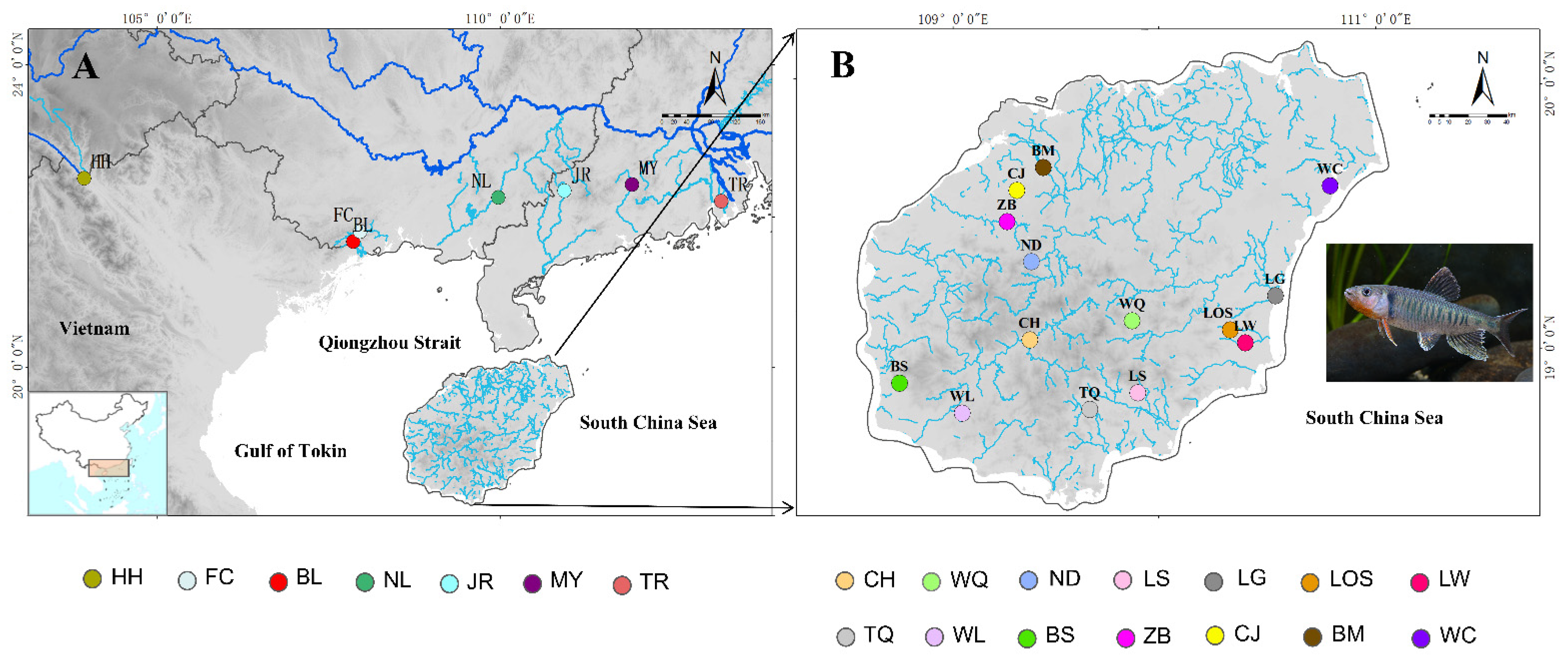 Frontiers  Phylogeographic analysis revealed allopatric distribution  pattern and biogeographic processes of the widespread pale chub  Opsariichthys acutipinnis-evolans complex (Teleostei: Cyprinidae) in  southeastern China