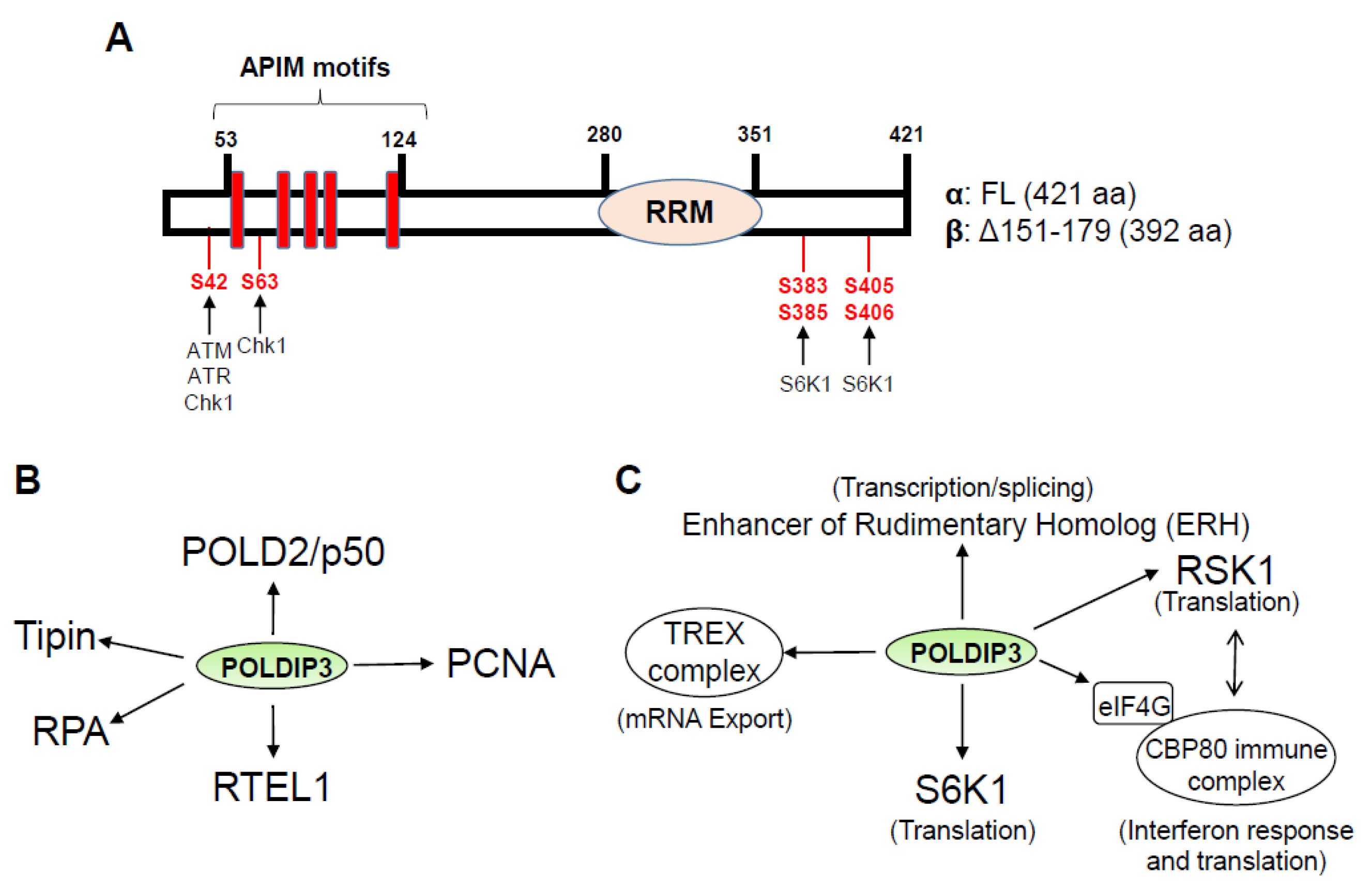 POLDIP3: At the Crossroad of RNA and DNA Metabolism