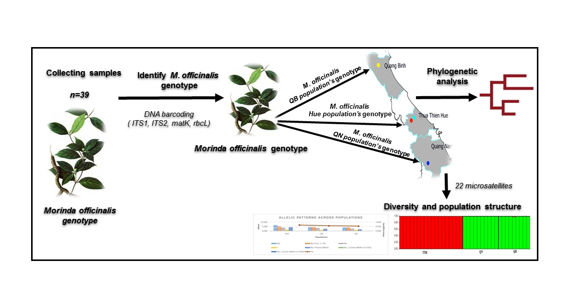 Genes | Free Full-Text | Phylogenetic Analysis Based on DNA Barcoding and  Genetic Diversity Assessment of Morinda officinalis How in Vietnam Inferred  by Microsatellites | HTML