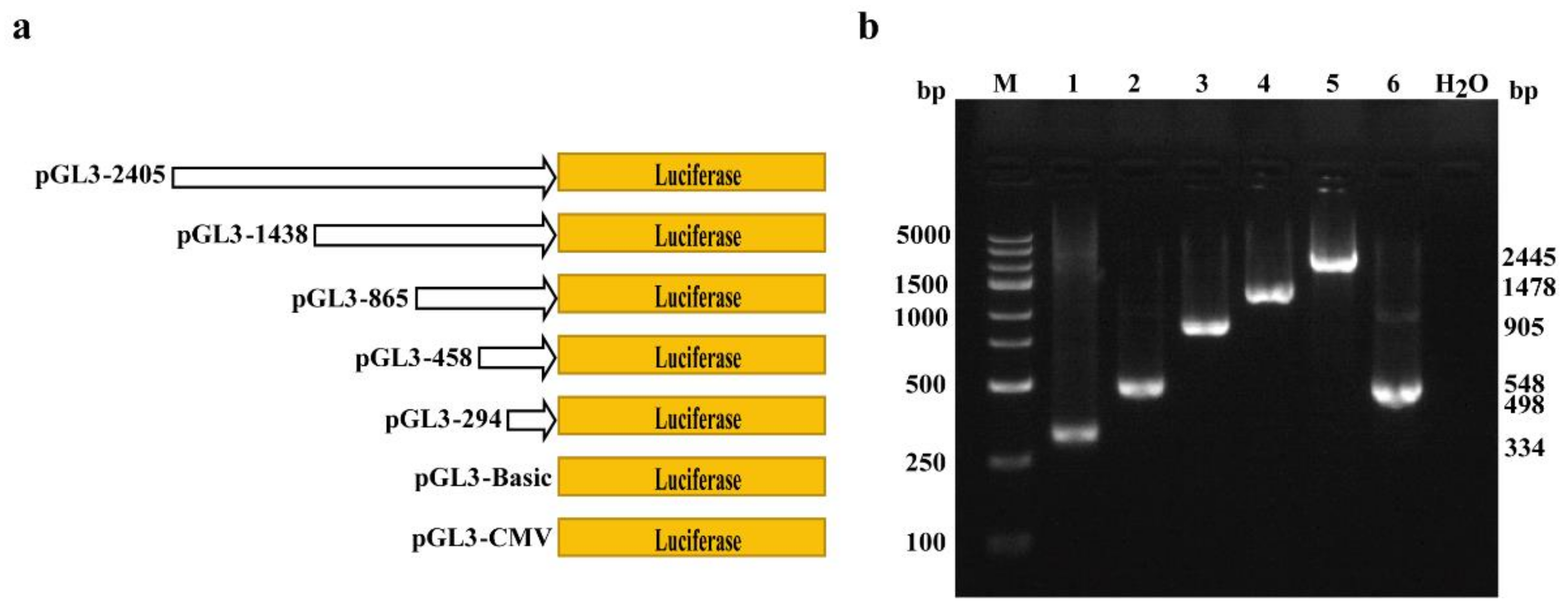 Genes 13 01971 g003