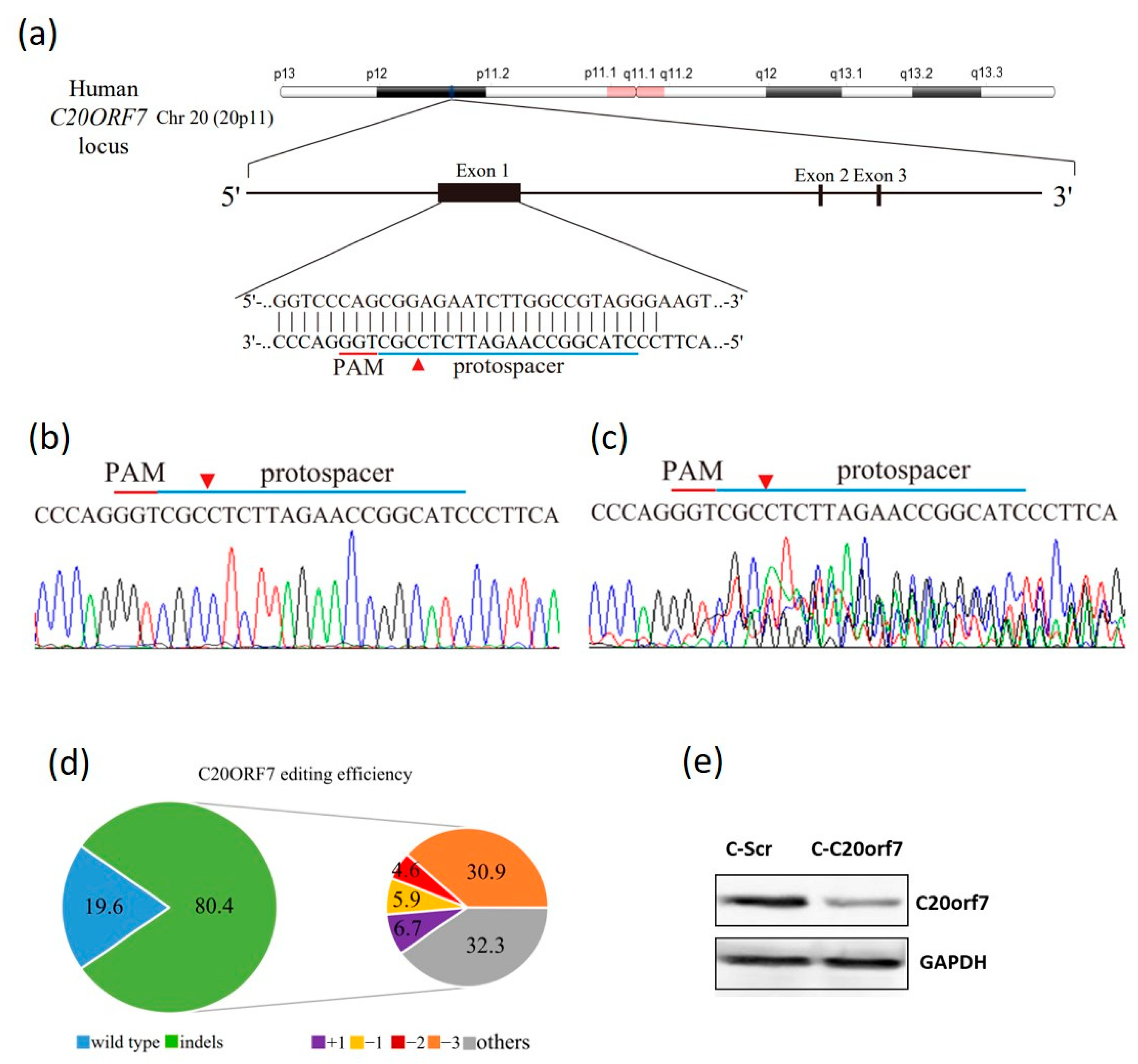 Genes | Free Full-Text | Mitochondrial Factor C20orf7 Facilitates the ...