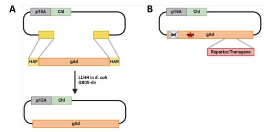 Genes Free Full Text Hehr Homing Endonuclease Mediated Homologous Recombination For Efficient Adenovirus Genome Engineering Html