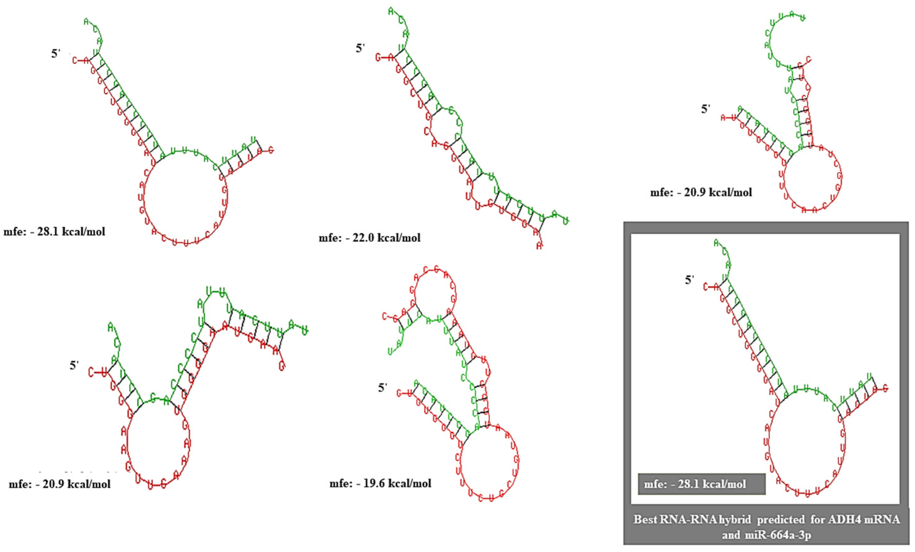 Genes 13 02254 g003 Genes 13 02254 g003