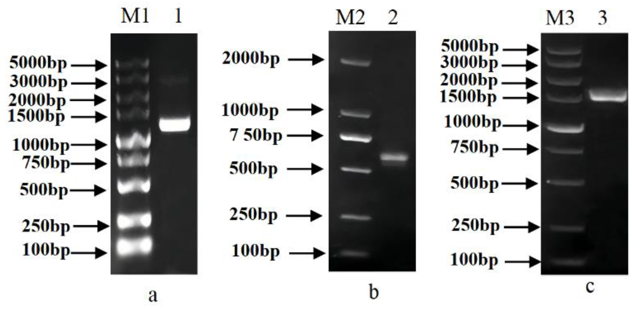 Genes 13 02296 g003 Genes 13 02296 g003