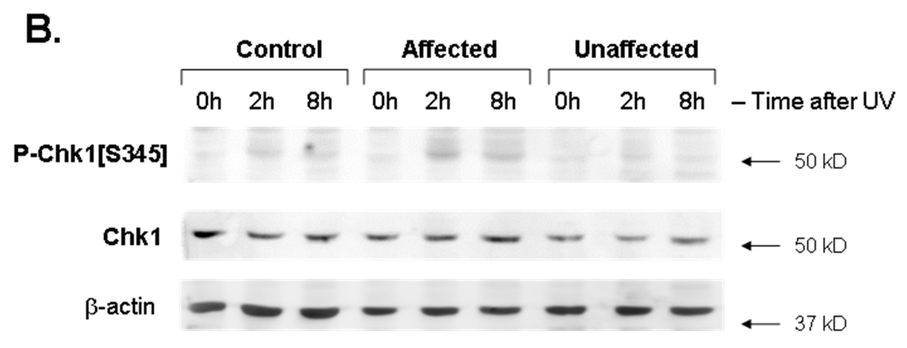 Genes 13 02302 g001b