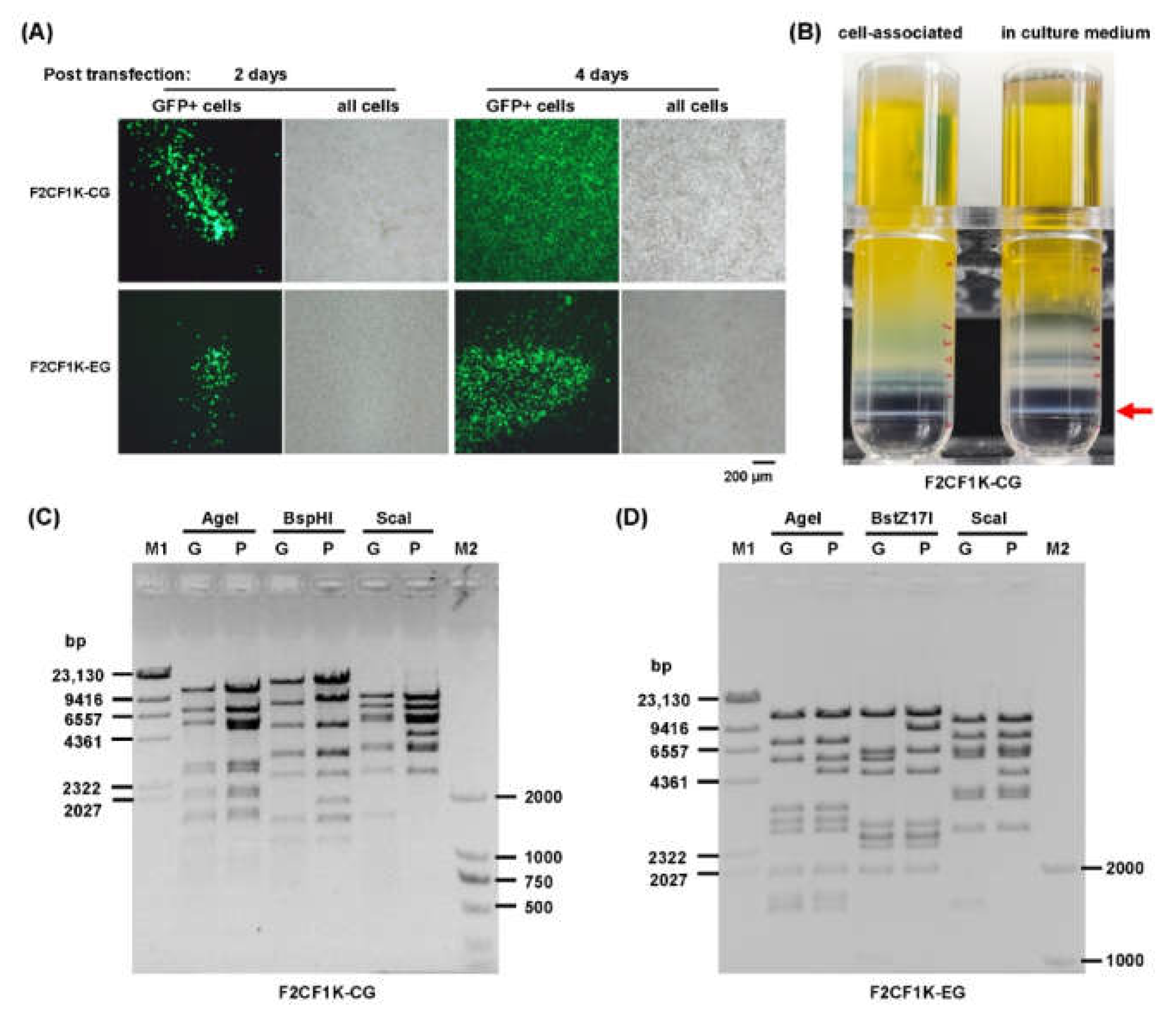 Genes | Free Full-Text | CELO Fiber1 Knob Is a Promising Candidate 