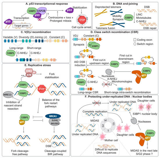 Genes | Free Full-Text | 53BP1: Keeping It under Control, Even at a ...