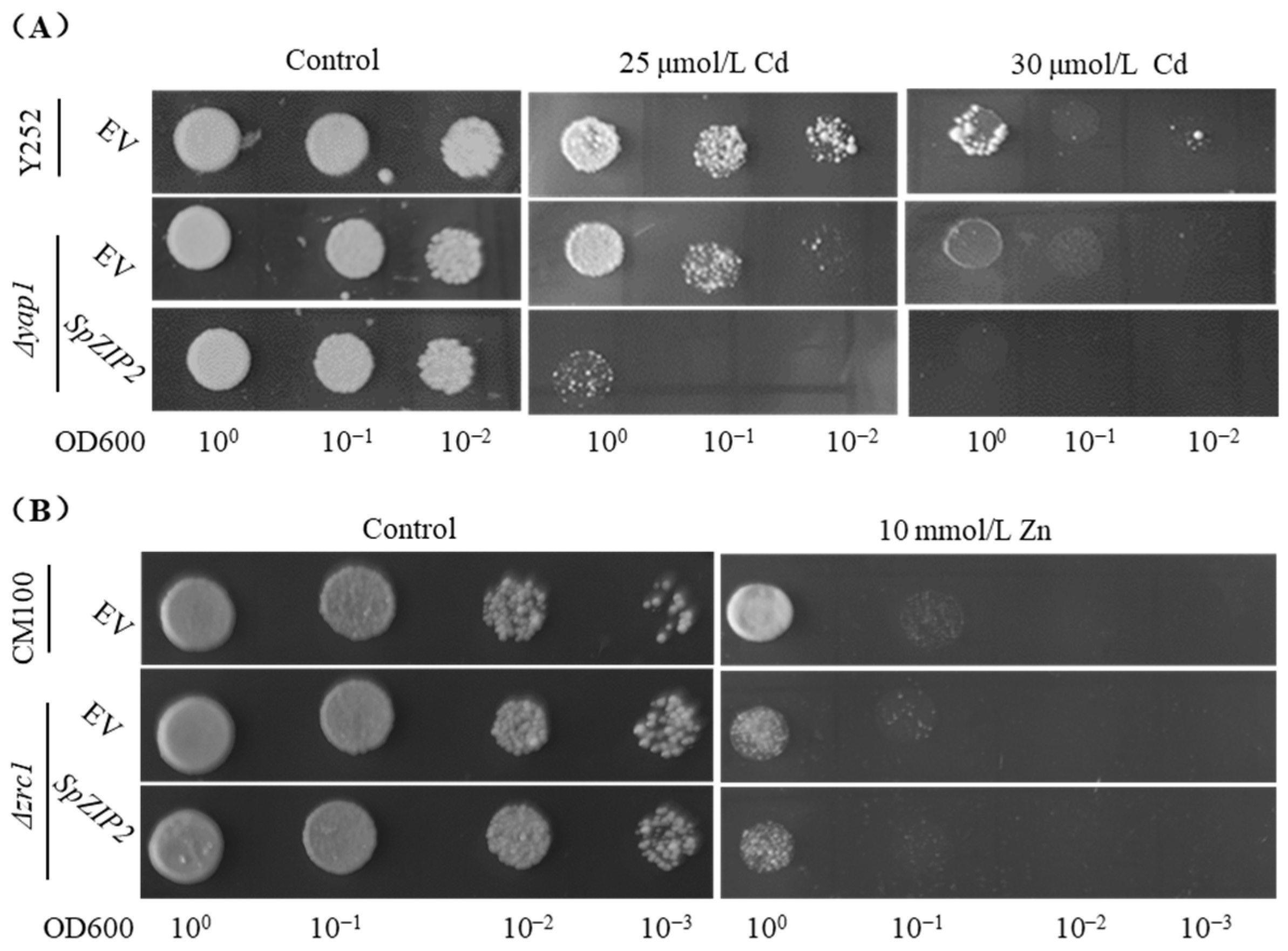 Genes 13 02395 g005 Genes 13 02395 g005