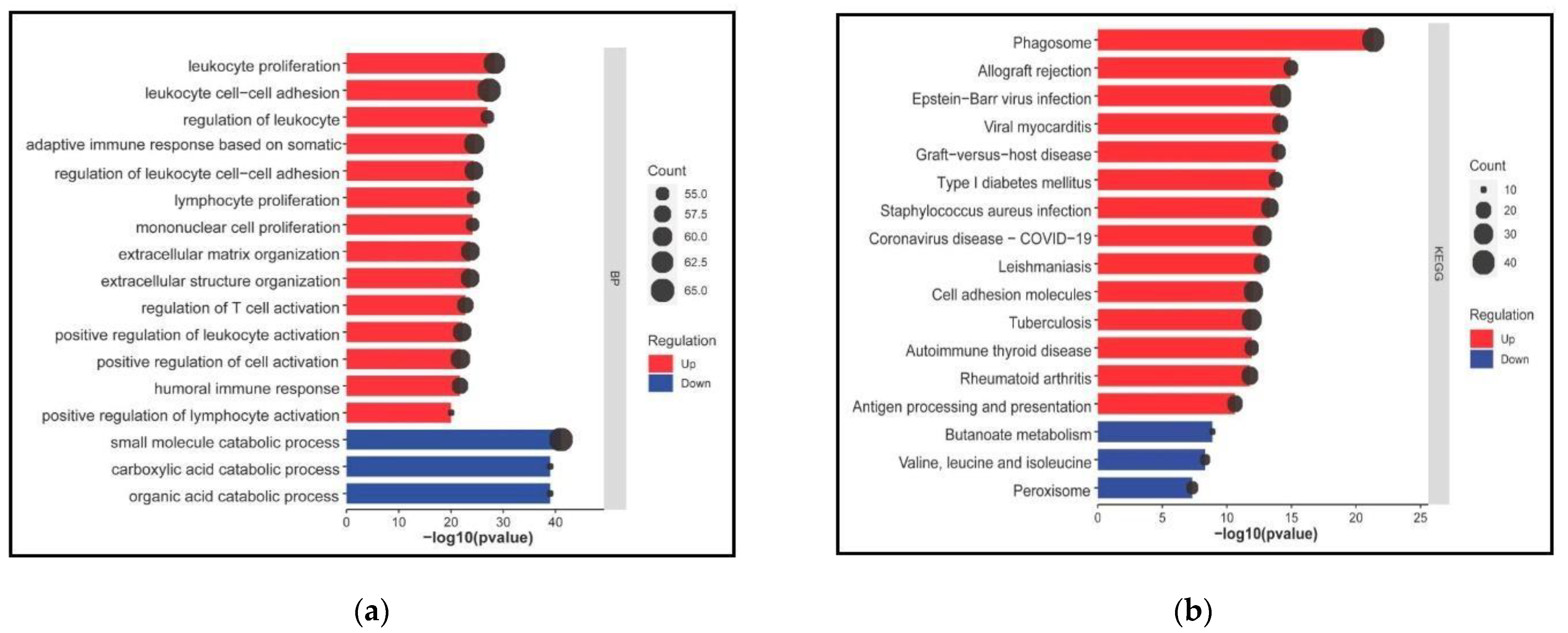 Genes 13 02412 g004 Genes 13 02412 g004