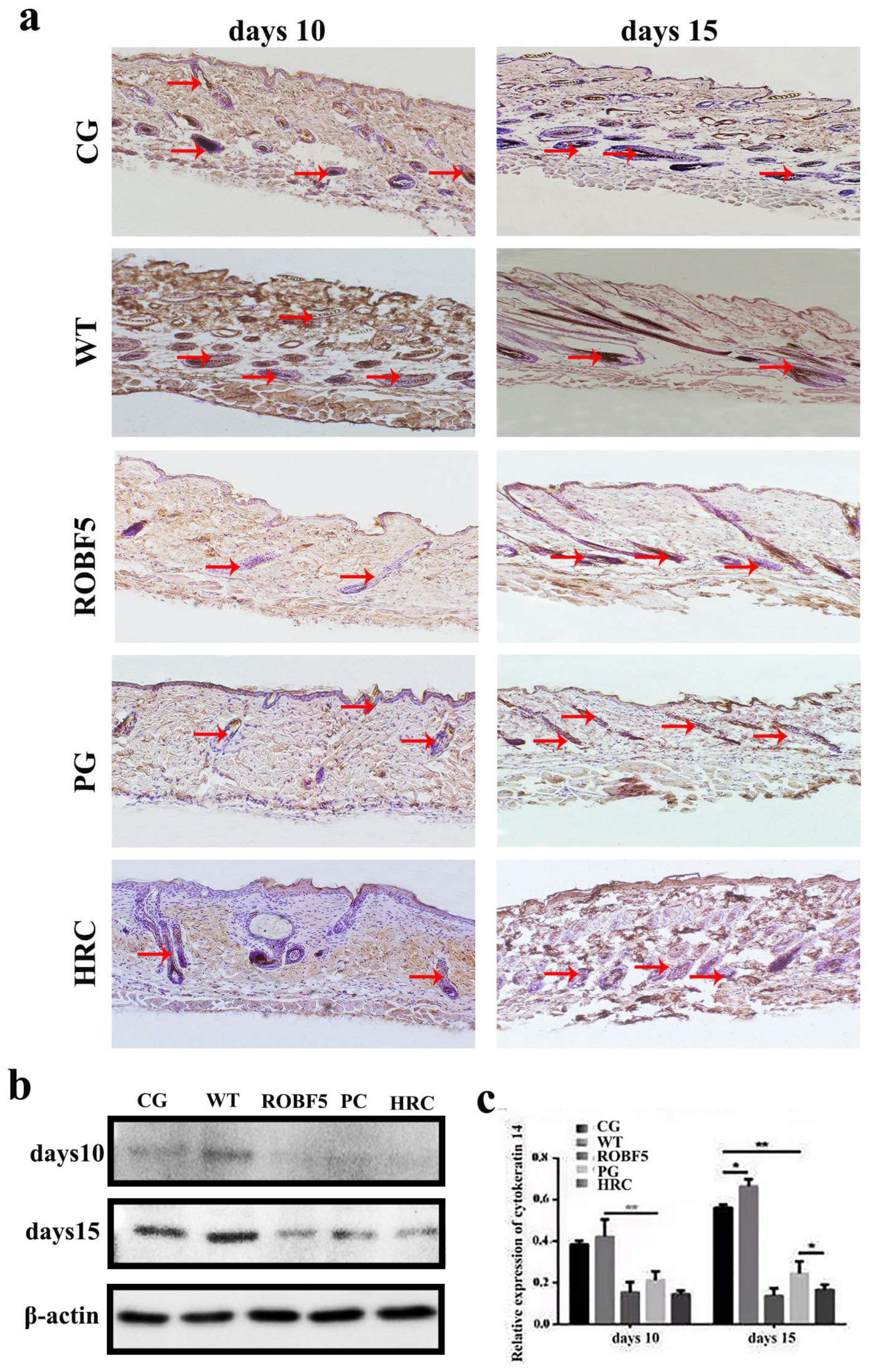 Genes 14 00021 g004 Genes 14 00021 g004