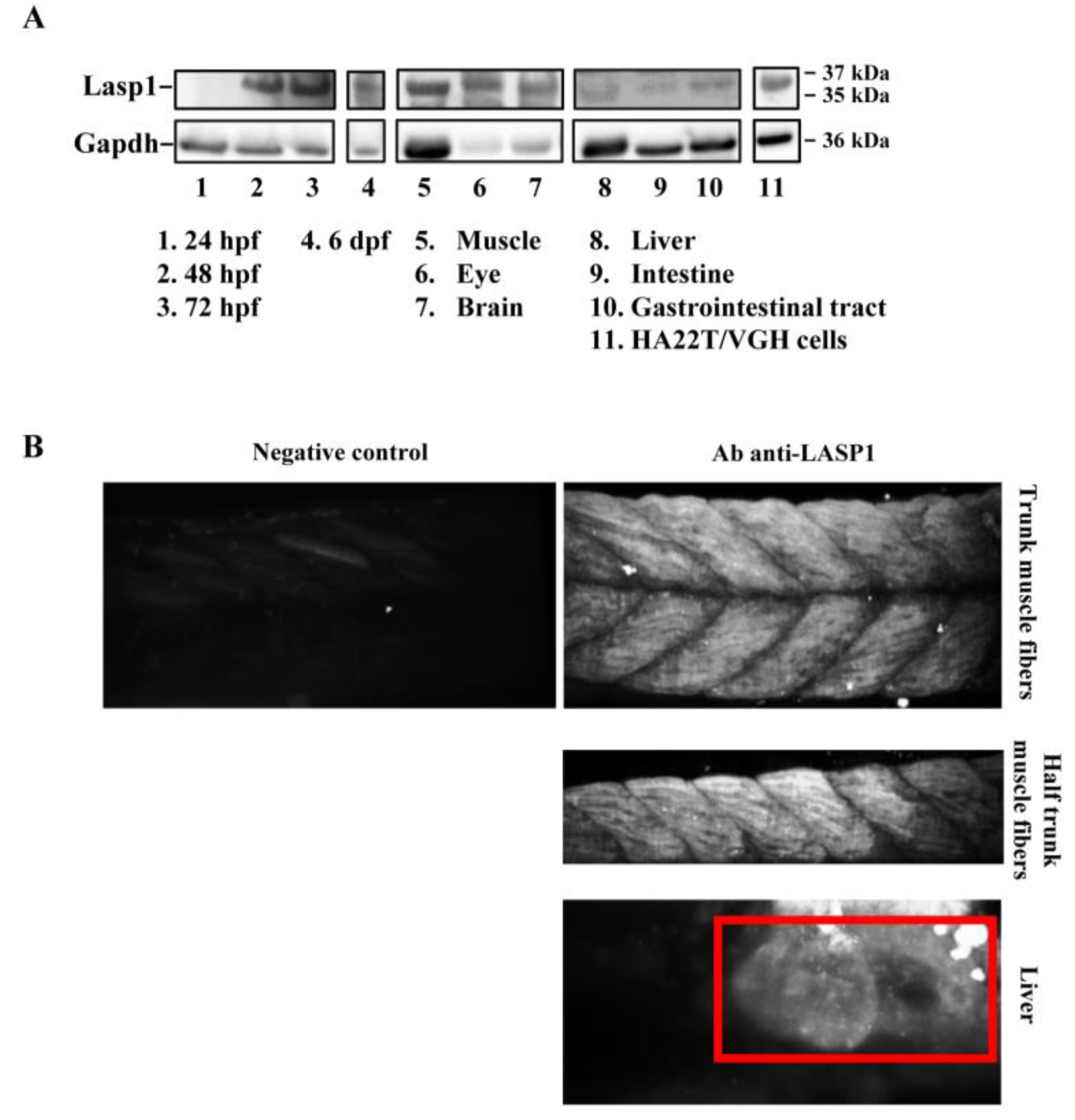 Genes 14 00035 g001
