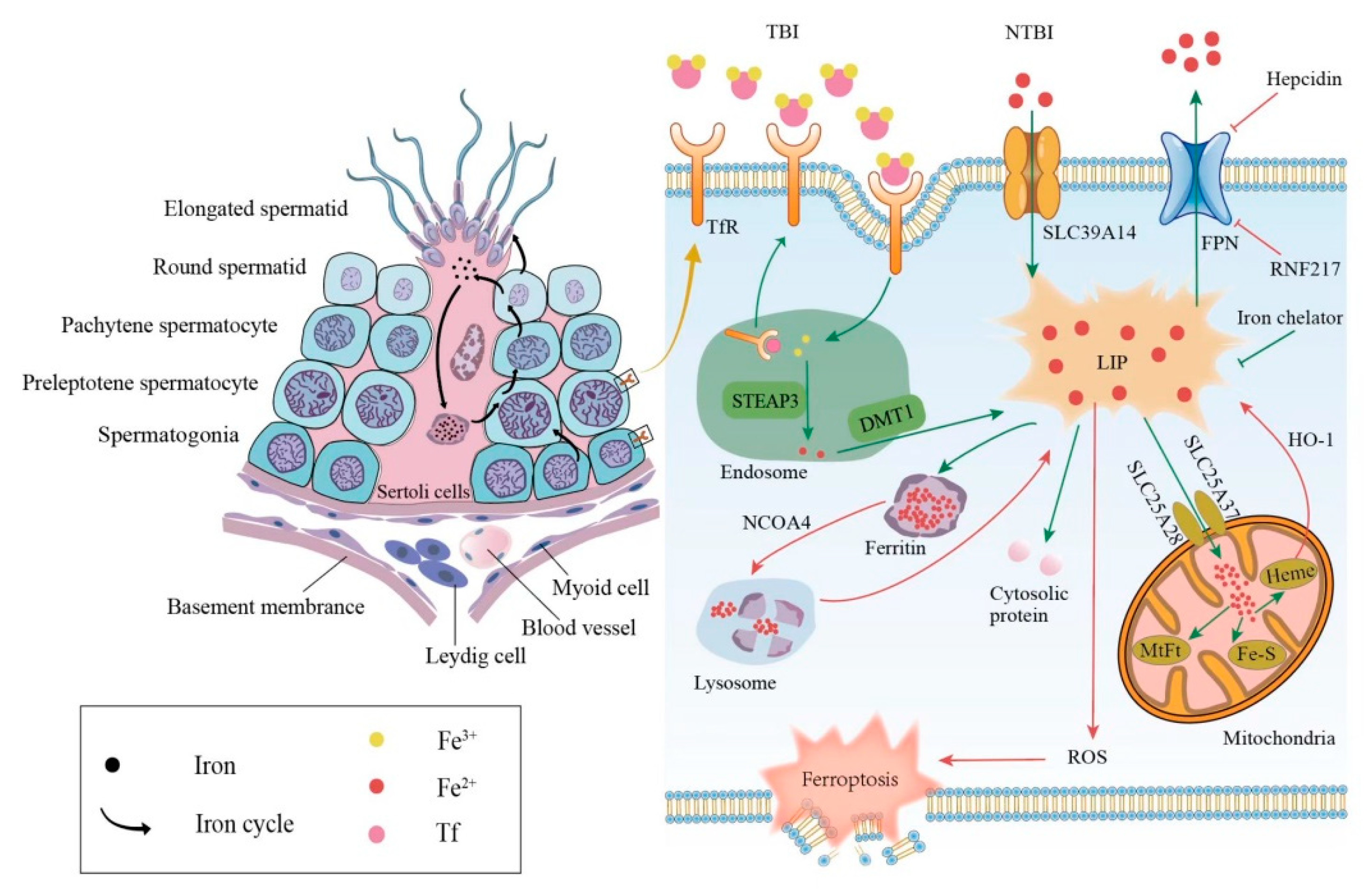 Mitochondrial defects caused by PARL deficiency lead to arrested  spermatogenesis and ferroptosis