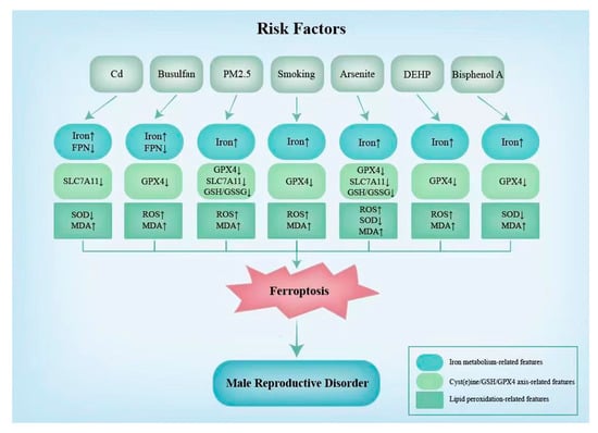 Mitochondrial defects caused by PARL deficiency lead to arrested  spermatogenesis and ferroptosis