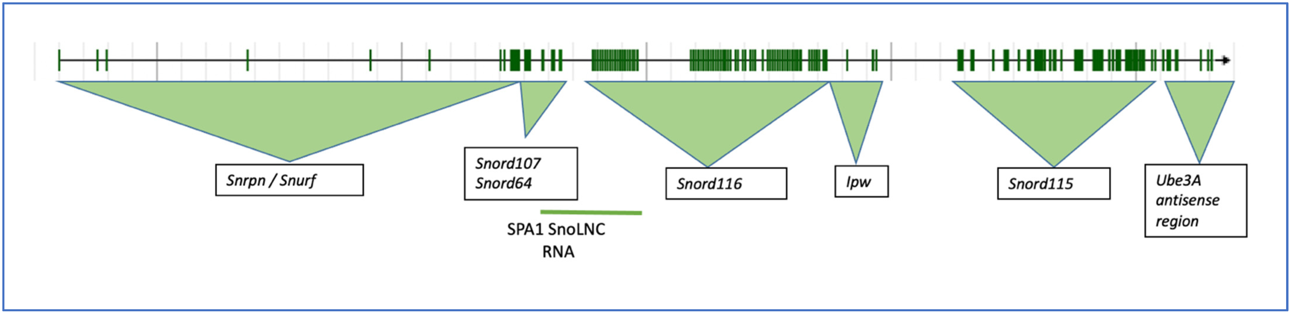 Genes 14 00097 g002 Genes 14 00097 g002