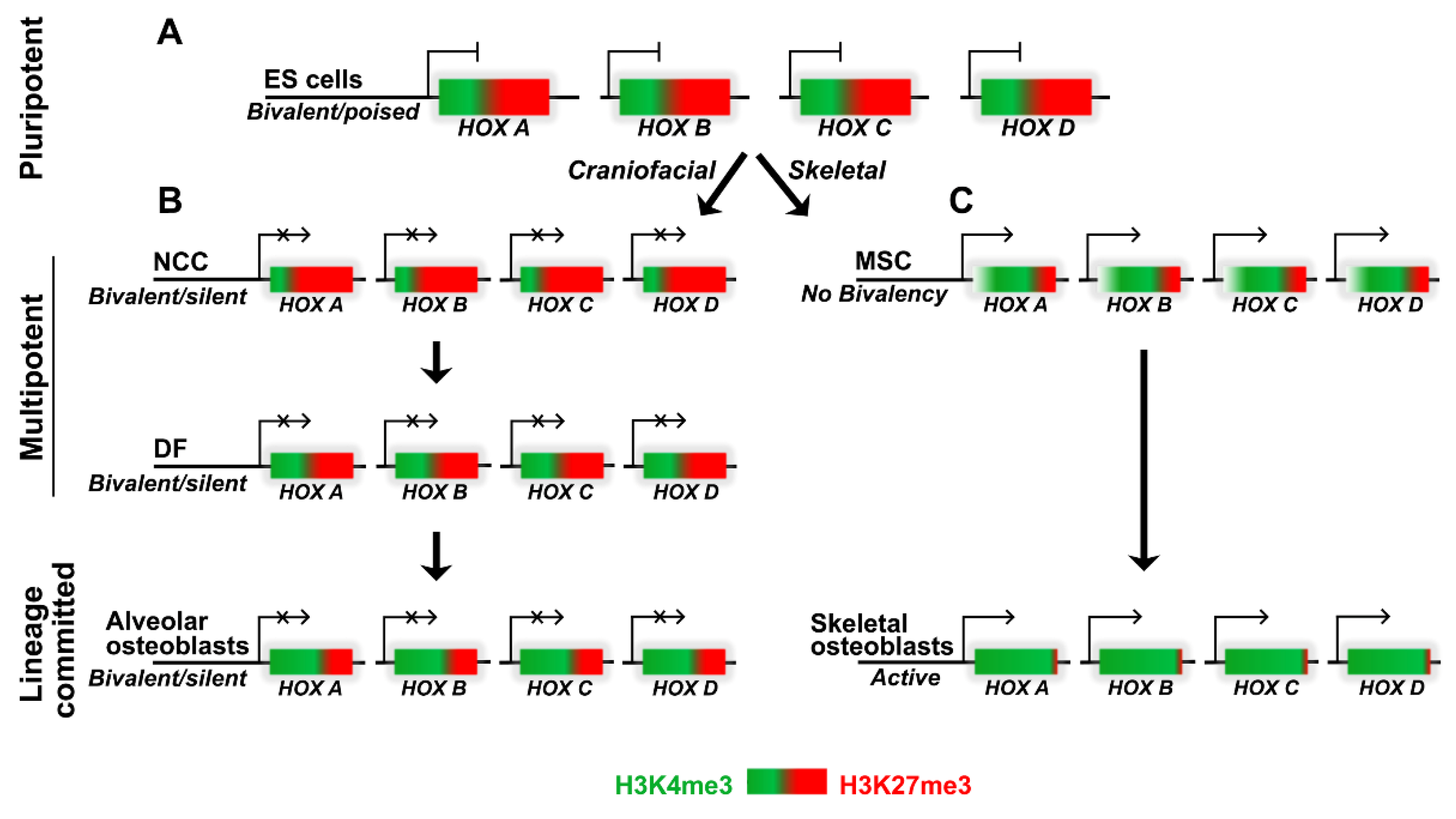 Genes | Free Full-Text | Changes in Hox Gene Chromatin Organization ...